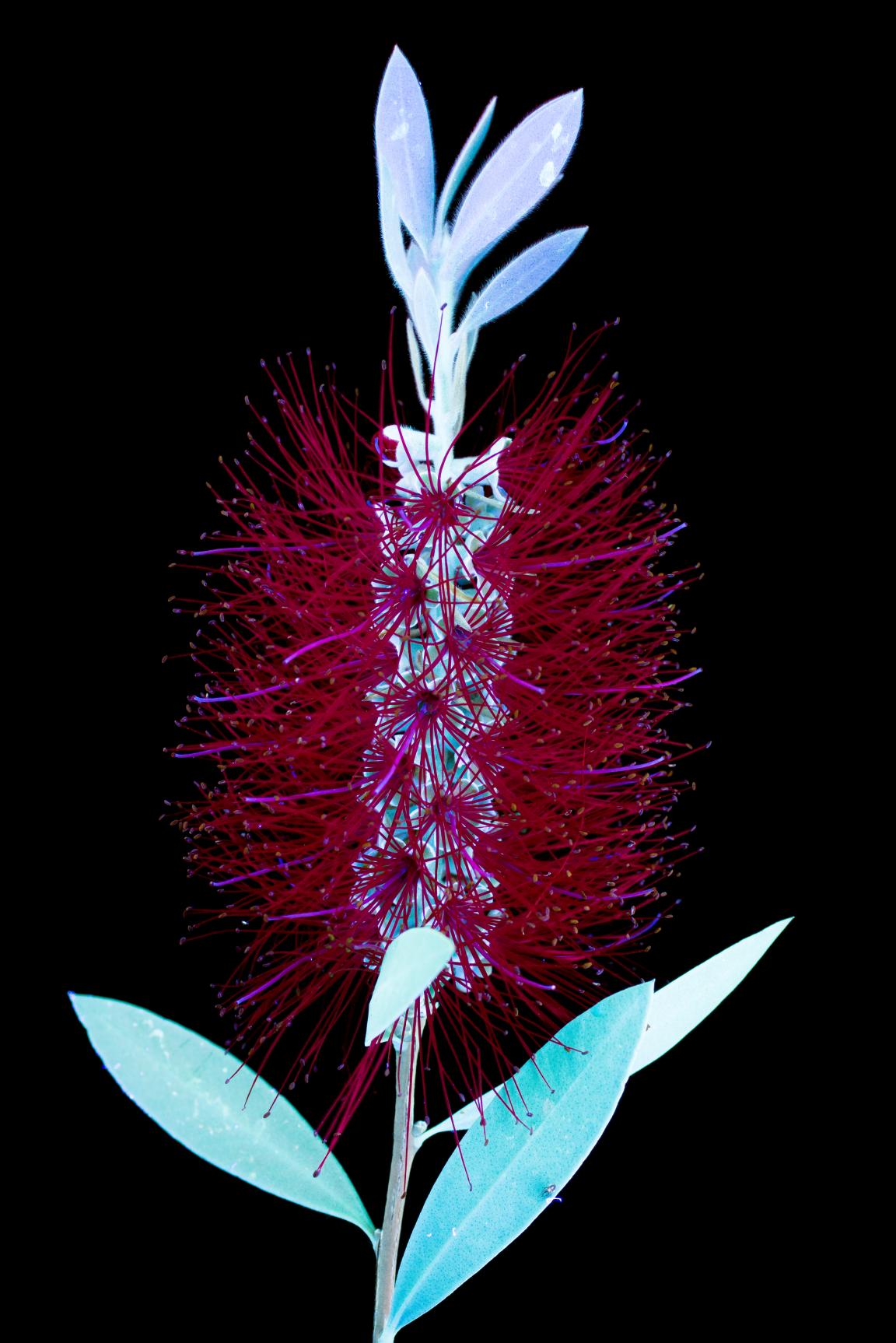 In conversation with photographer Craig Burrows - author of What The Bees See.