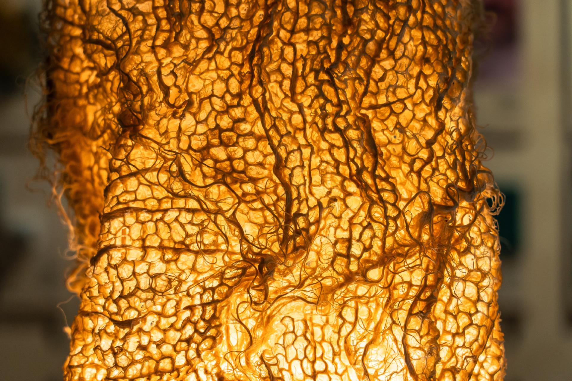 Abstract organic material illuminated, showcasing innovative sustainable design and textures for eco-friendly projects in 2024.