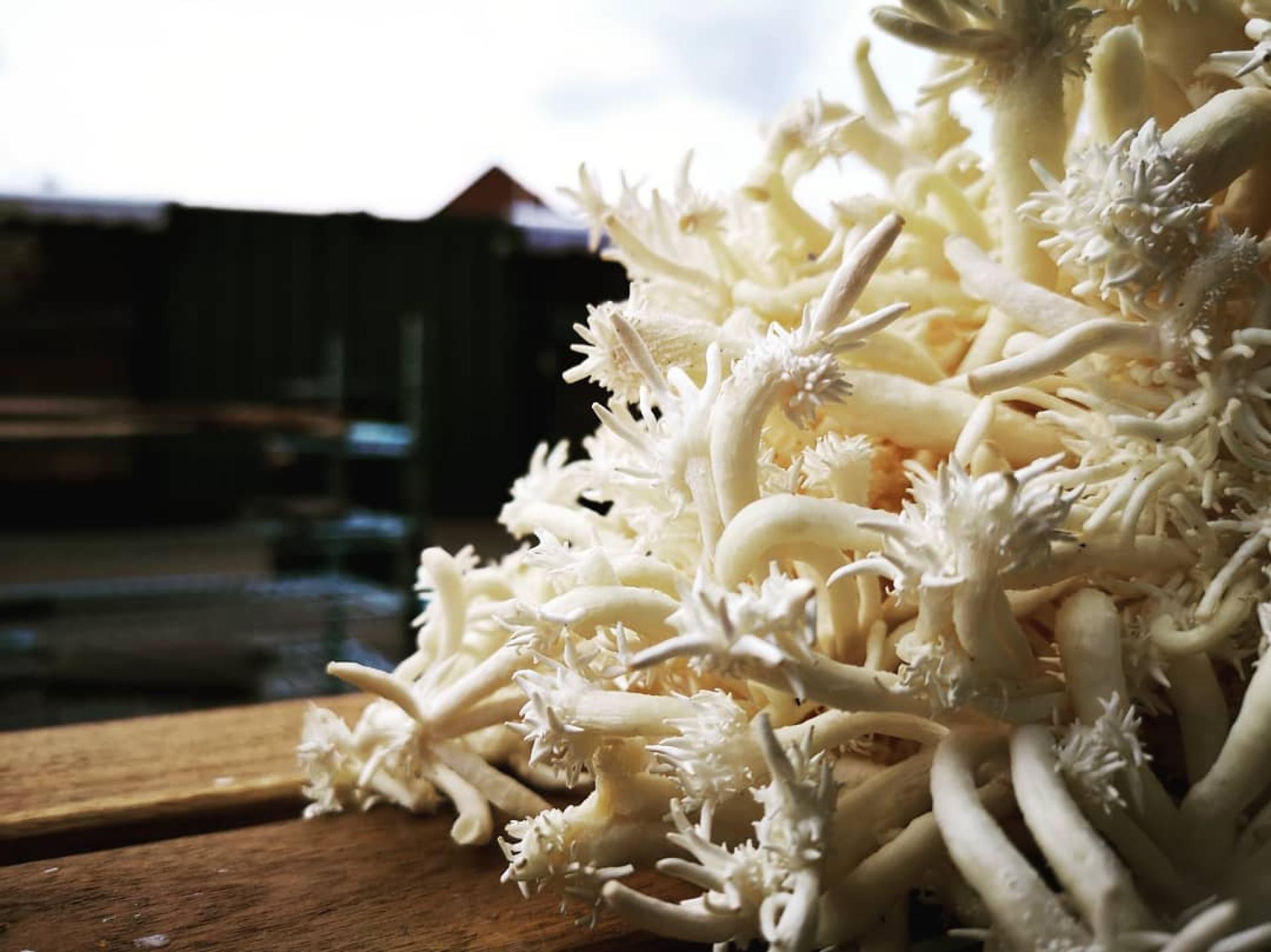 Sustainable mushrooms thriving on wood, showcasing innovative methods to combat plastic waste while promoting eco-friendly materials.