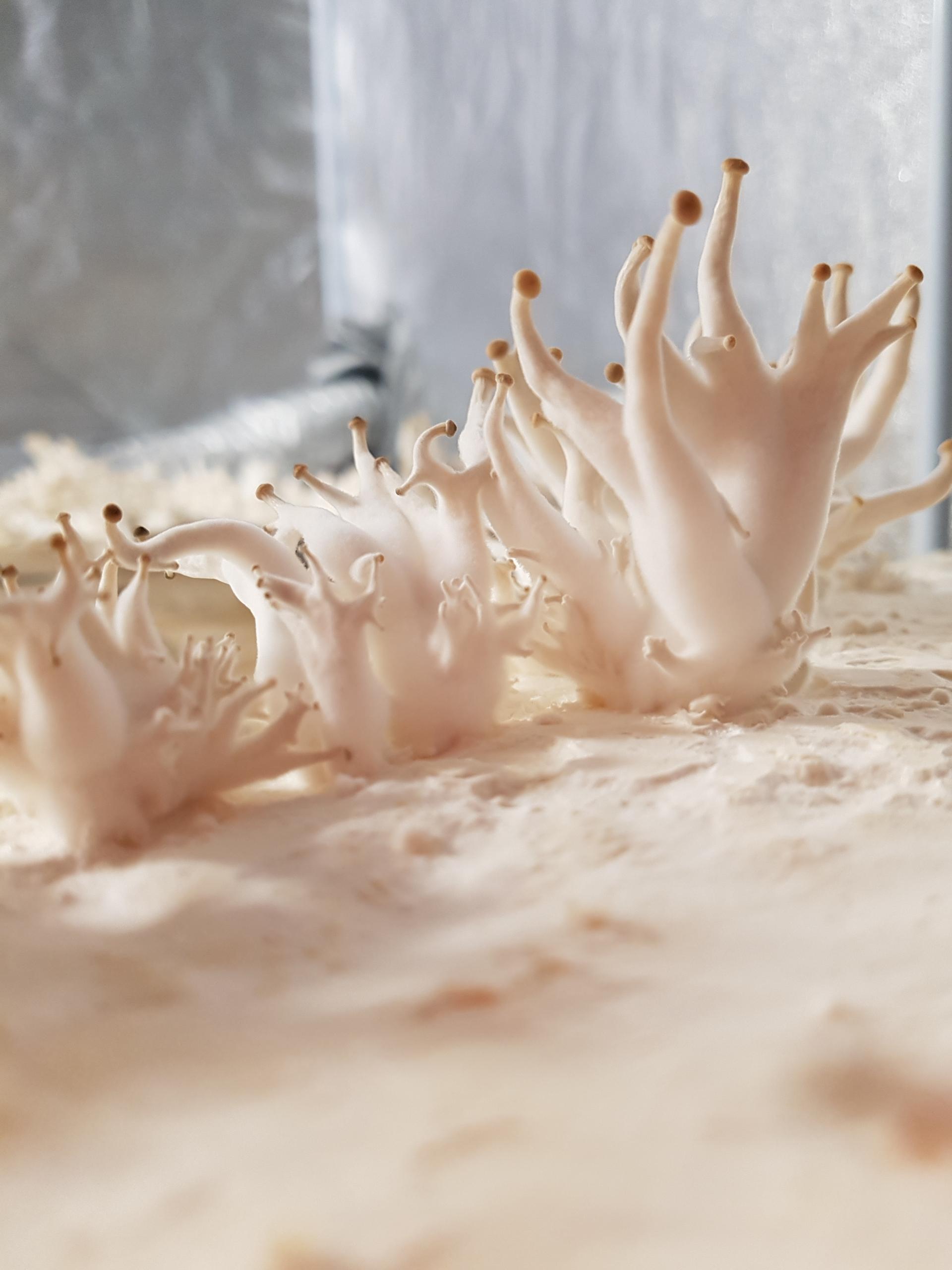 Mushrooms growing on a substrate, showcasing innovative sustainable materials for plastic degradation and environmental impact.