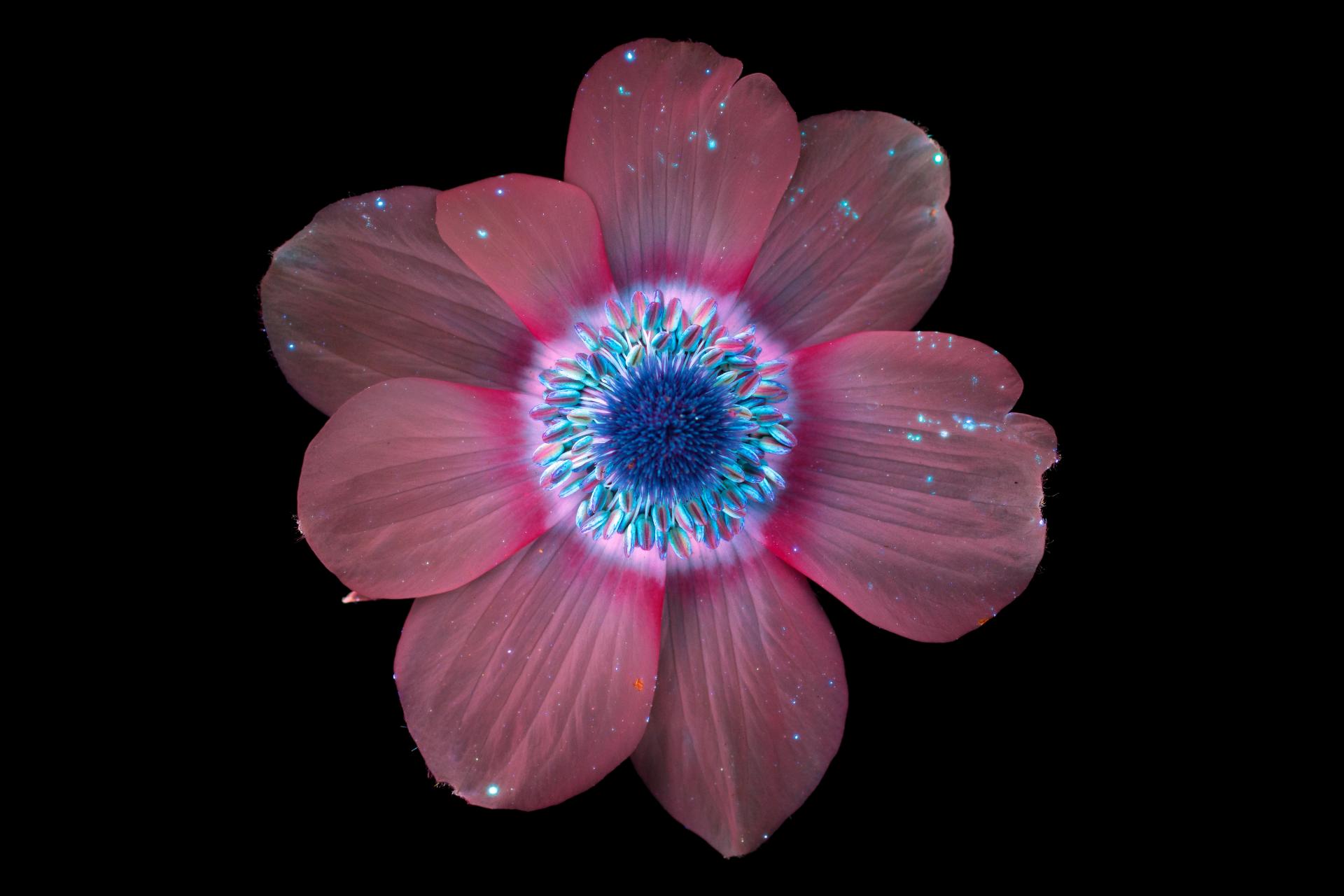 In conversation with photographer Craig Burrows - author of What The Bees See.