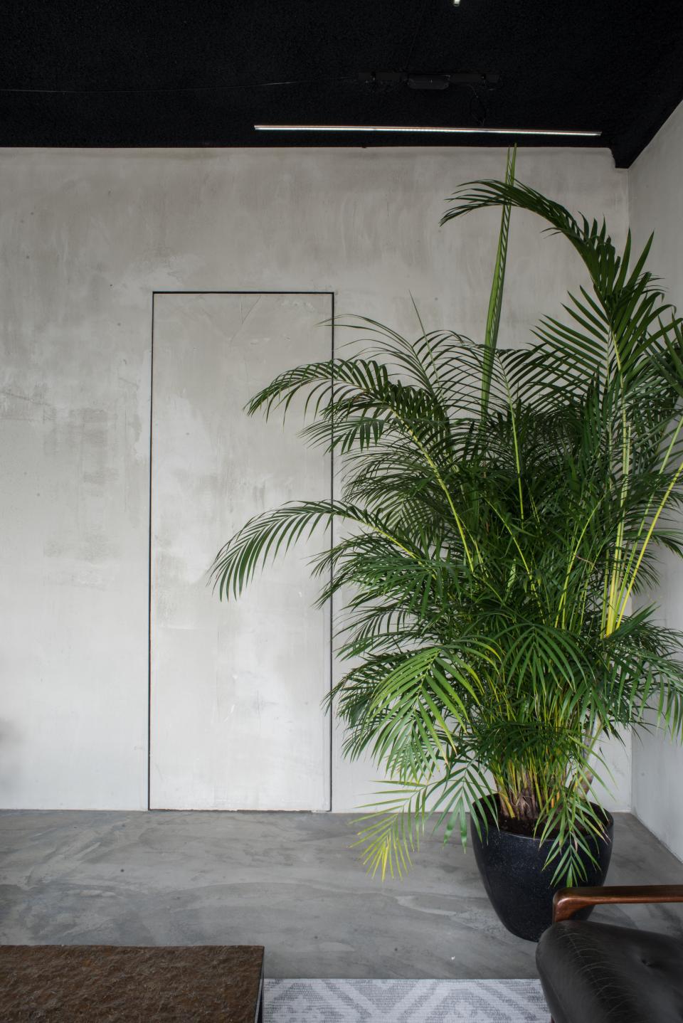 Minimalist interior featuring a bold palm plant, sleek concrete walls, and industrial design elements in HOP's Public Space, Amsterdam.