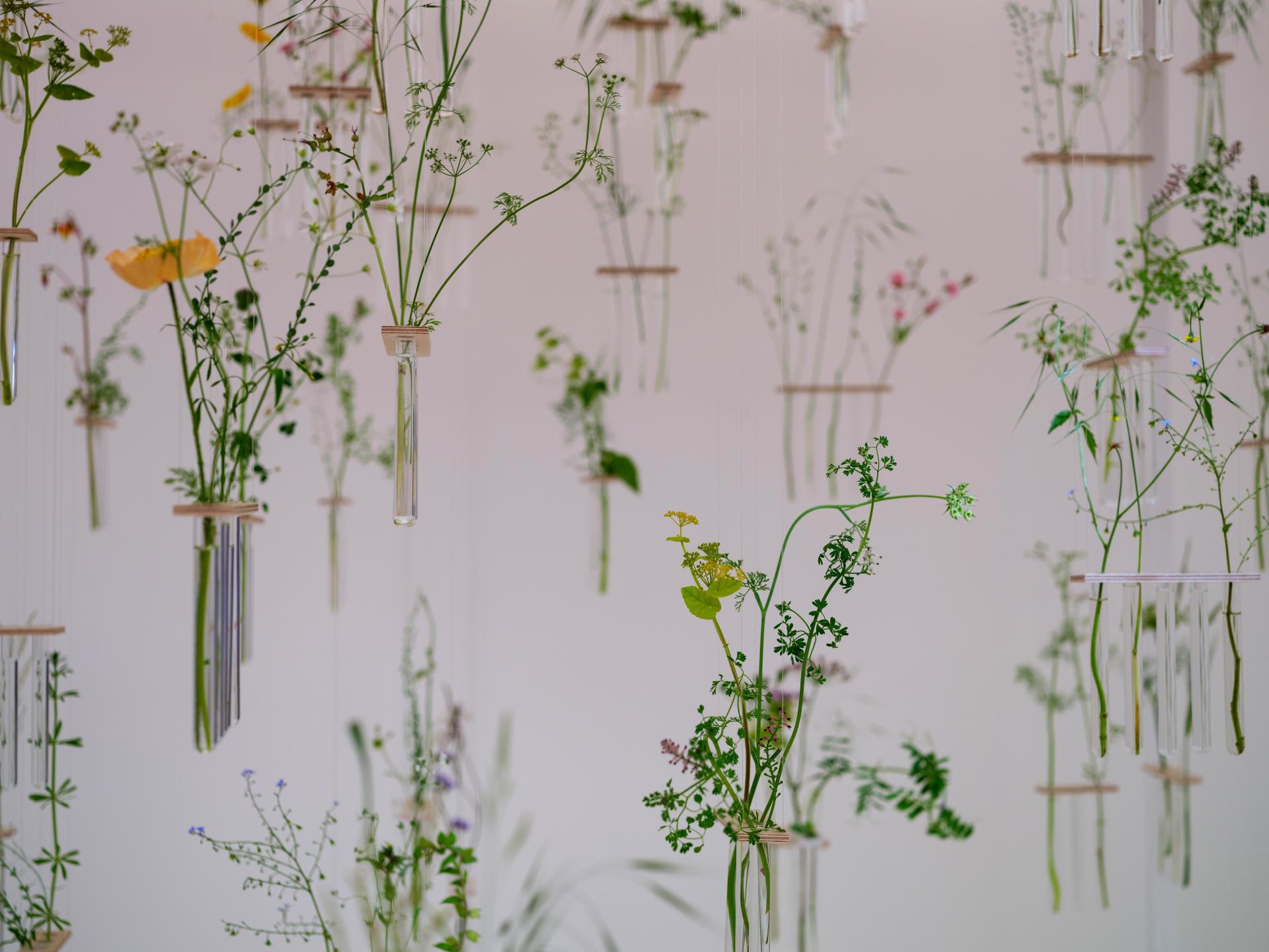 Hanging glass vials filled with various wildflowers and greenery, showcasing Charlotte Smithson's artistic exploration of nature and connection.
