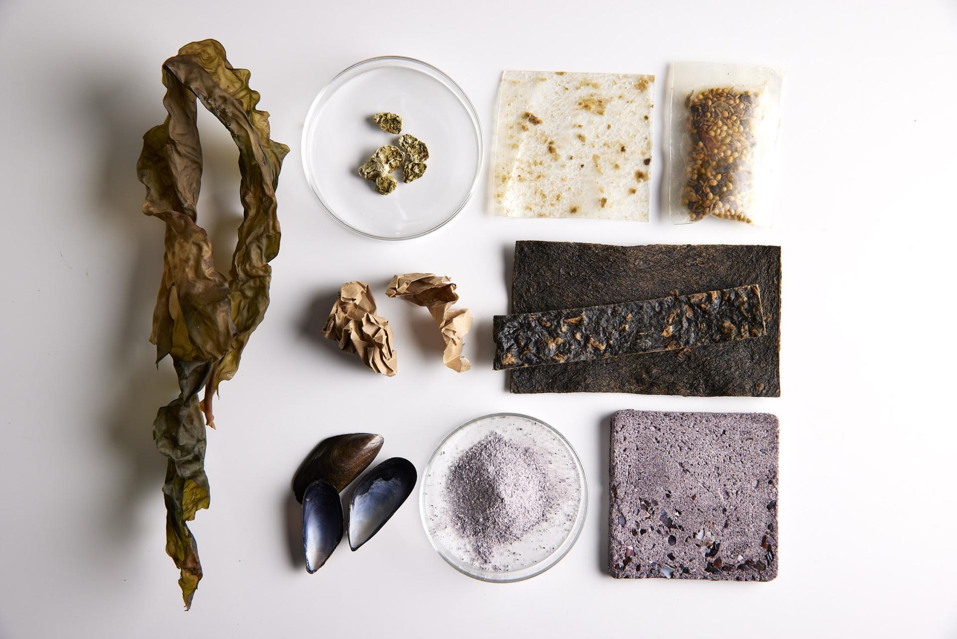 Diverse kelp and bio-materials displayed, highlighting bio-design and sustainable practices in regenerative agriculture.