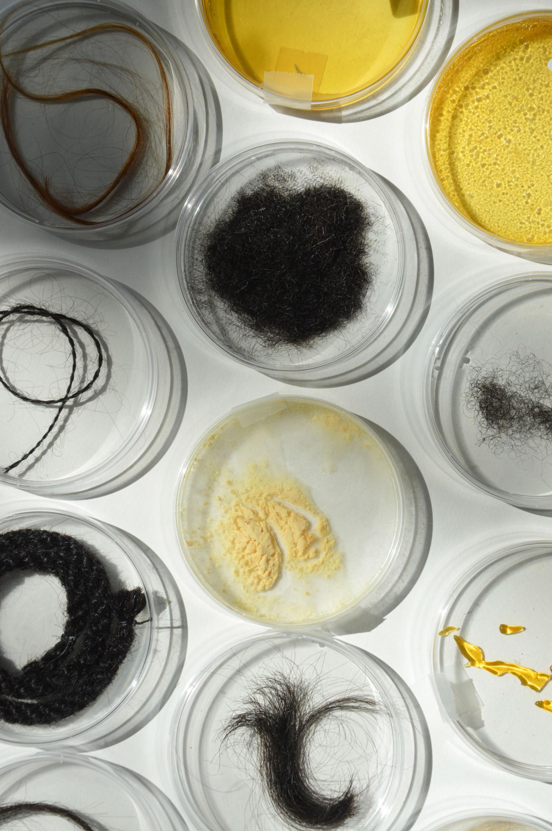 Variety of human hair samples and processed hair material displayed in petri dishes, highlighting innovative uses in design.