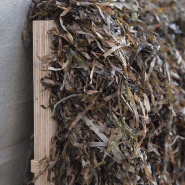 Seaweed materials stacked against a gray wall, showcasing innovative use in sustainable architecture by Kathryn Larsen.