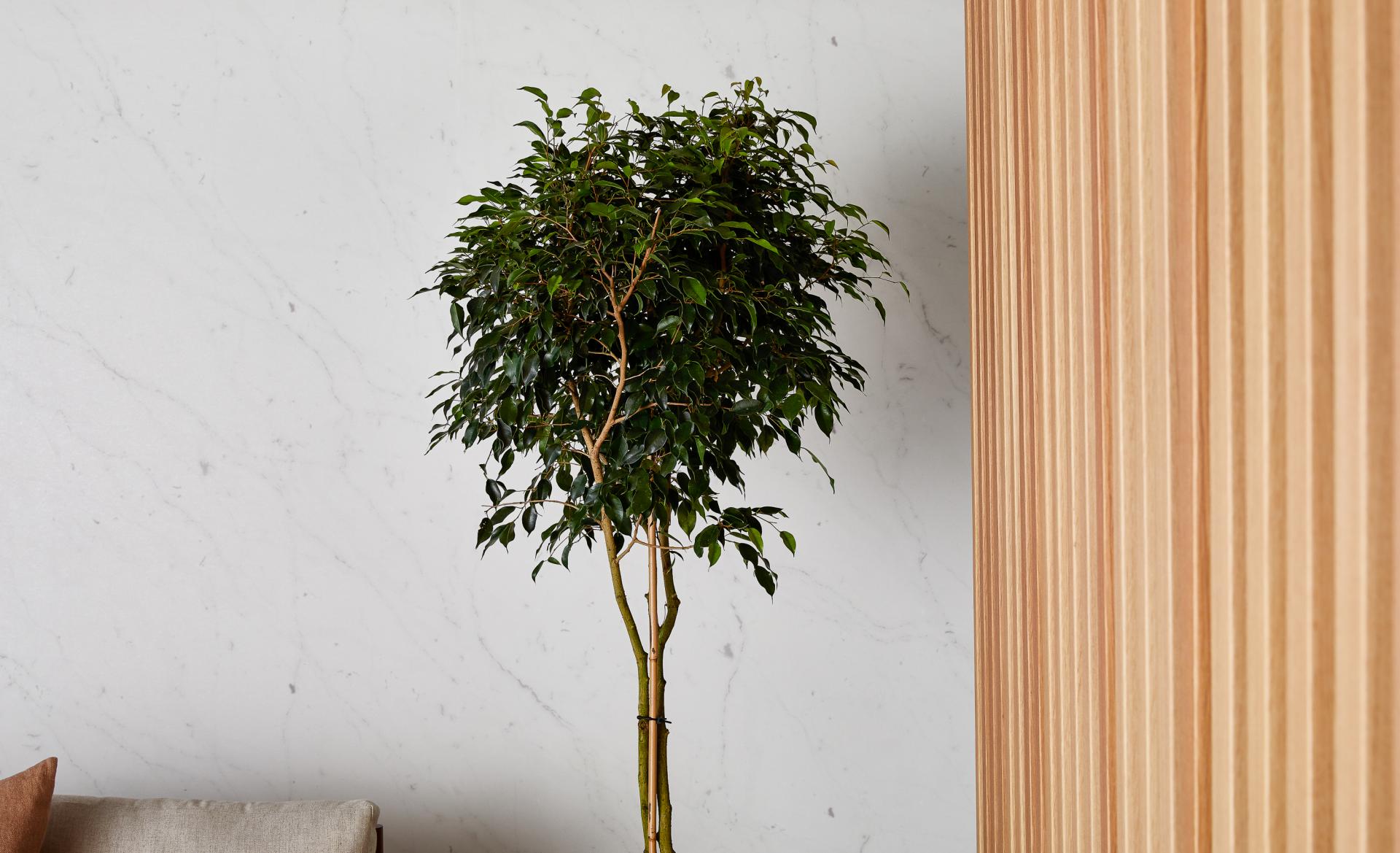 Lush green indoor plant beside a textured timber wall, enhancing modern interior acoustics and aesthetic appeal.