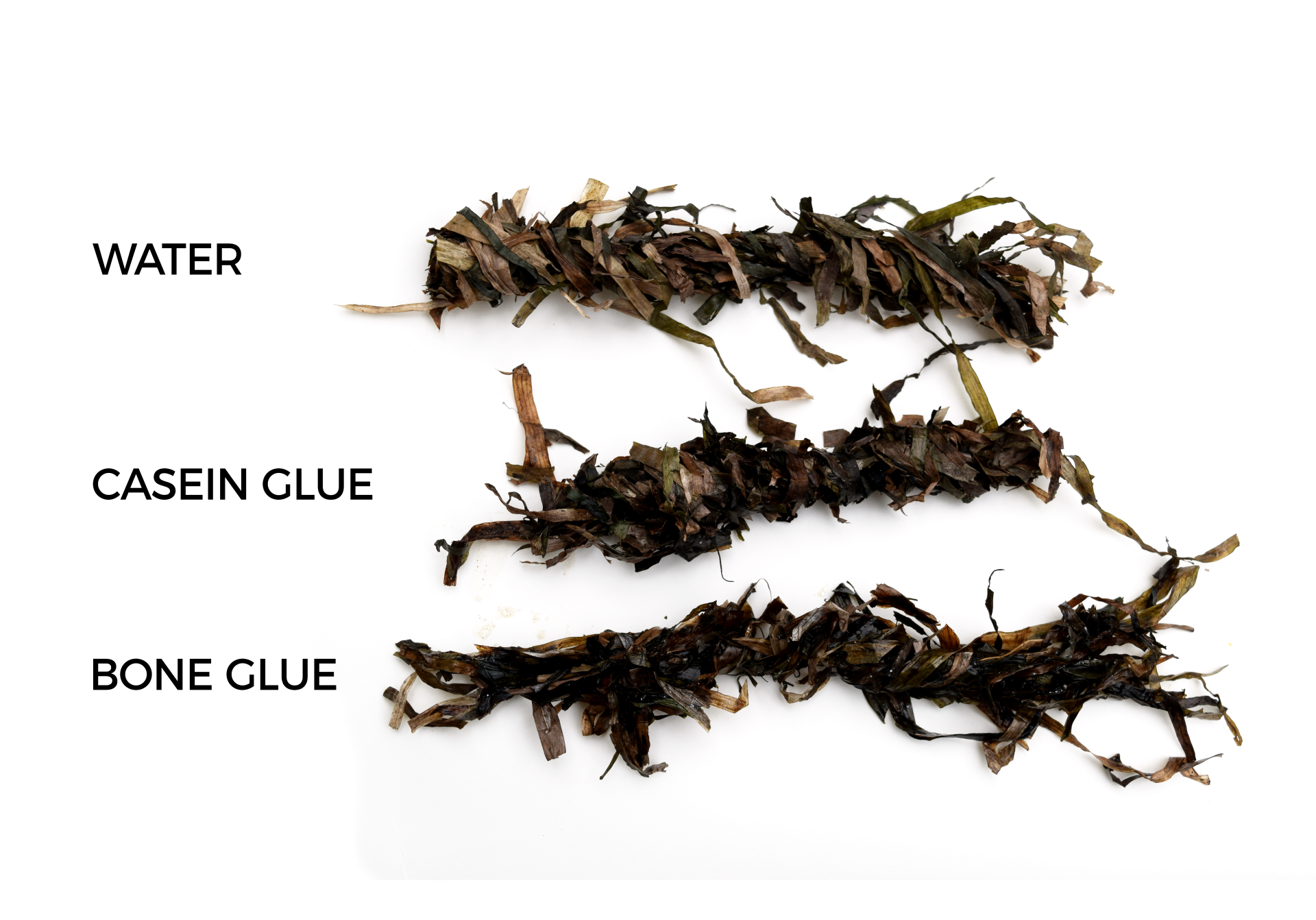 Seaweed samples labeled with water, casein glue, and bone glue, demonstrating sustainable materials in architecture.