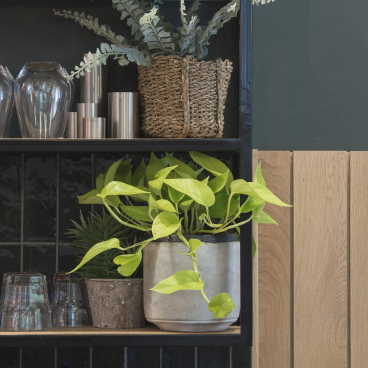 Bright green plants and glassware displayed on modern shelves at the Spicer & Cole concession in Bristol's Royal West of England Academy.