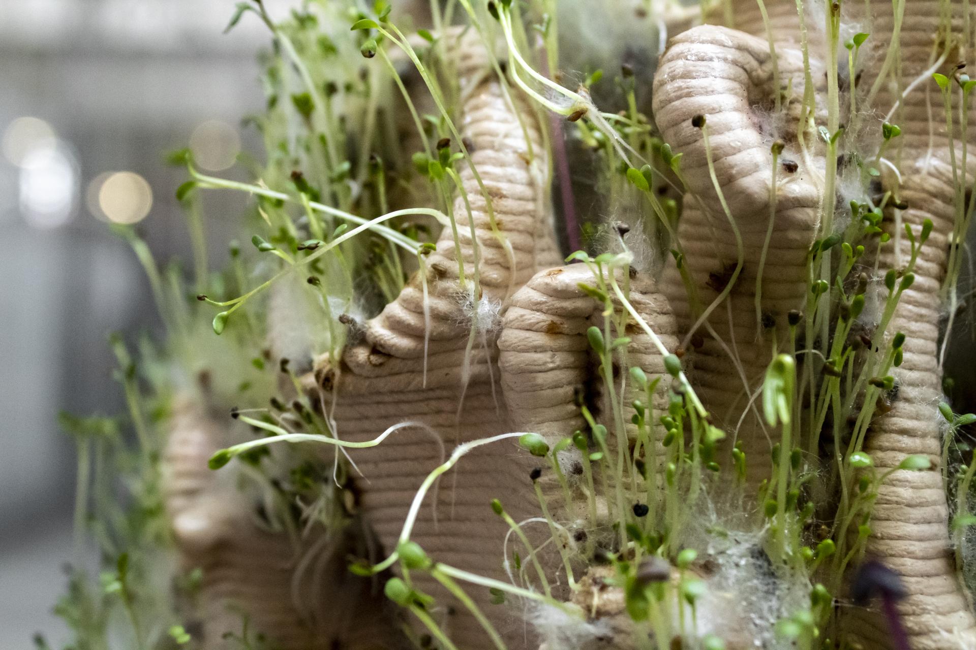 Bio-based design installation featuring sprouts growing from textured material, showcasing innovative sustainable practices at Dutch Design Week 2022.