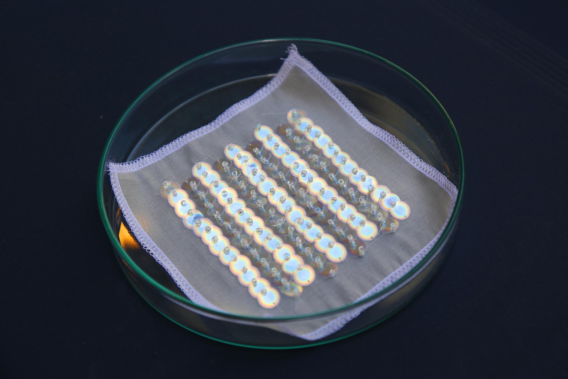 Sustainable bio-iridescent sequins arranged on a cloth in a petri dish, showcasing innovative compostable design.