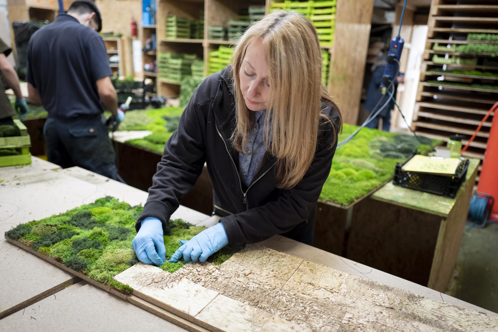 Craftsperson arranging sustainable moss on a wooden panel in a workshop, showcasing Innerspace Cheshire's eco-friendly products.