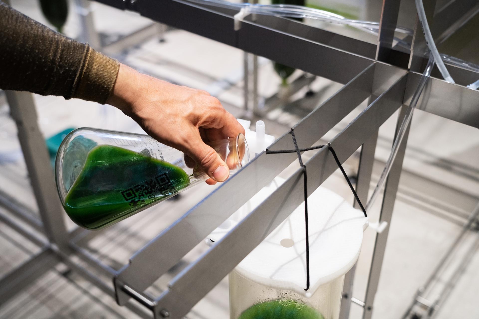 Laboratory hand pouring green algae solution into a bioreactor setup, showcasing biotech experimentation in architecture.