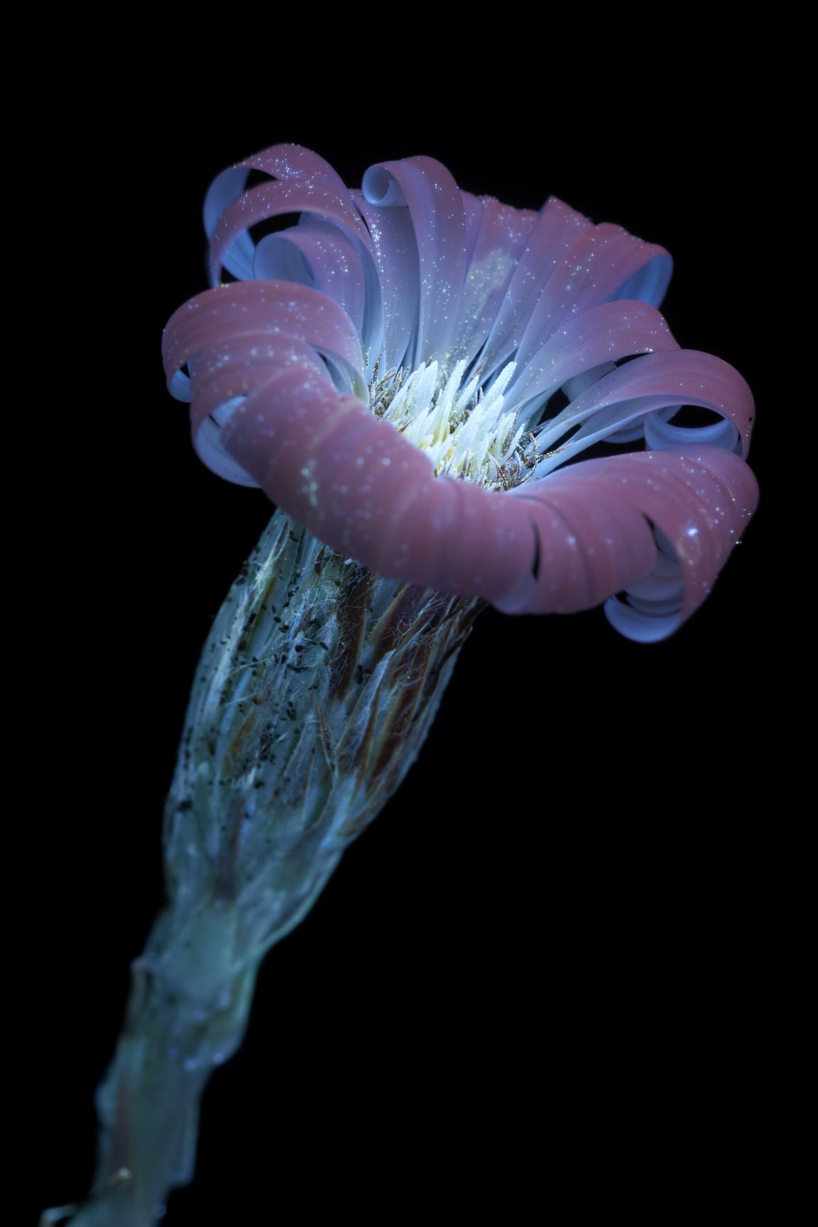 In conversation with photographer Craig Burrows - author of What The Bees See.