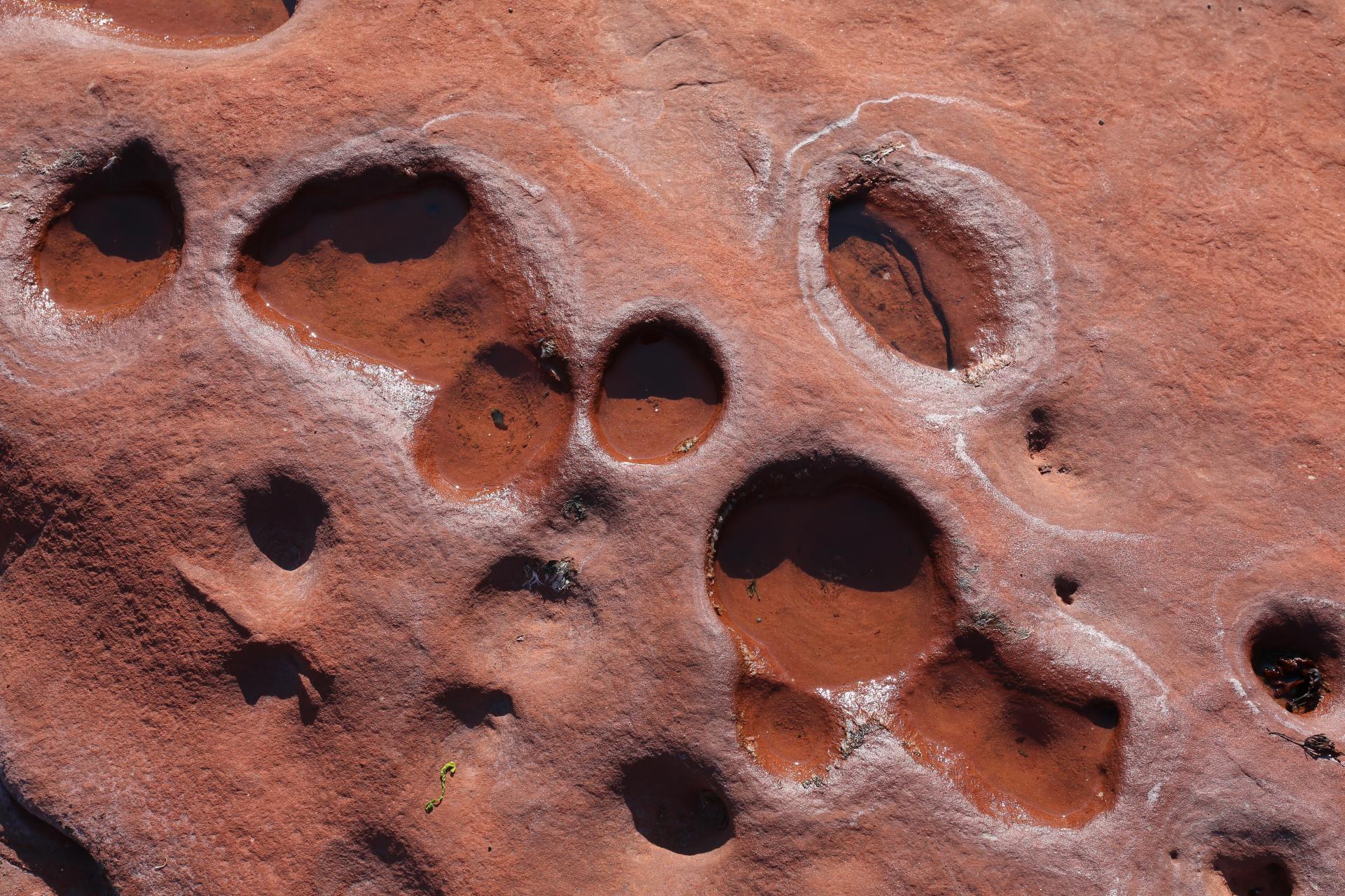 Textured red rock surface with water-filled depressions, showcasing natural patterns and geological features related to David Irwin's creative inspiration.