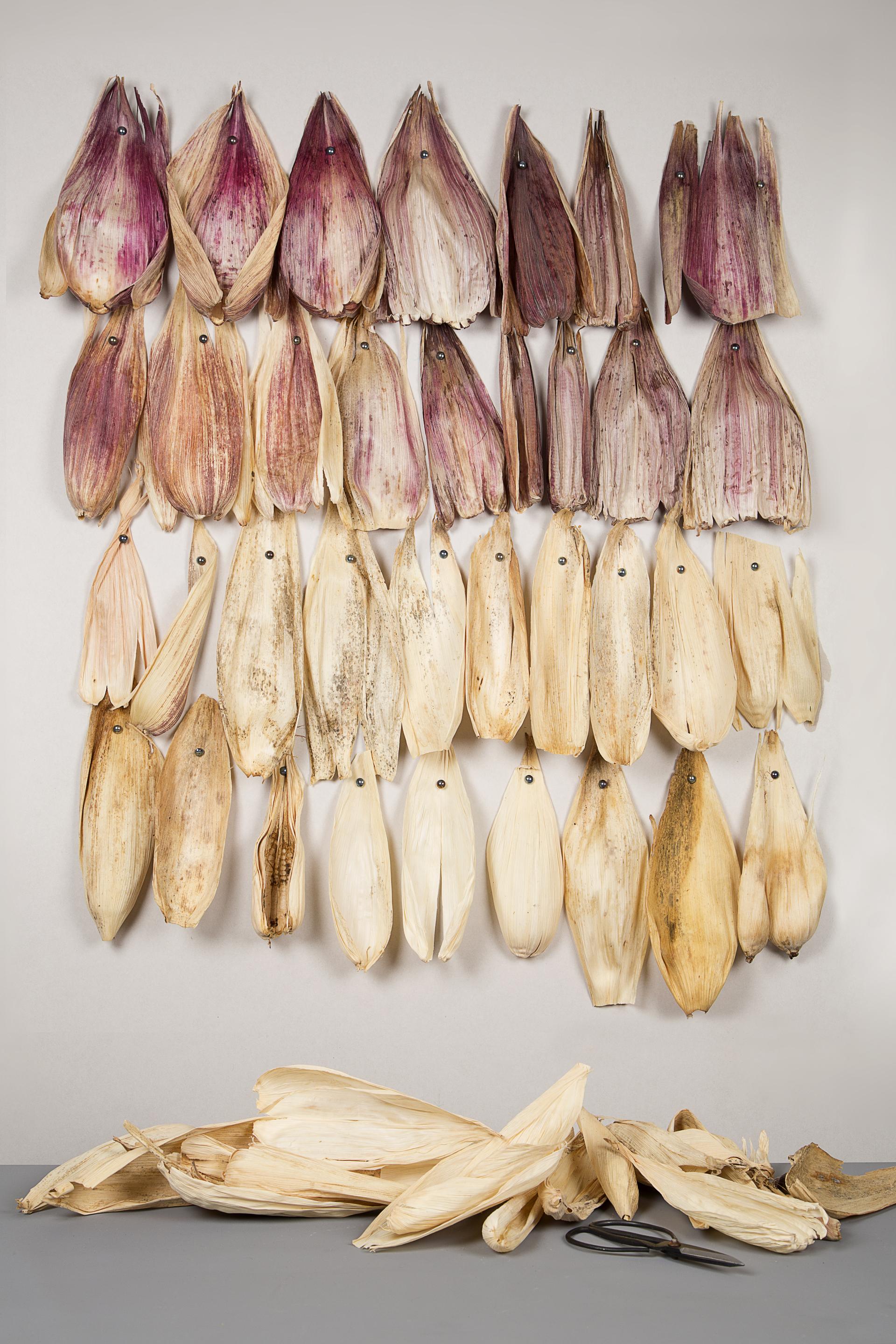 Colorful corn husks arranged artistically on a wall, showcasing the vibrant spectrum used in the Totomoxtle project.