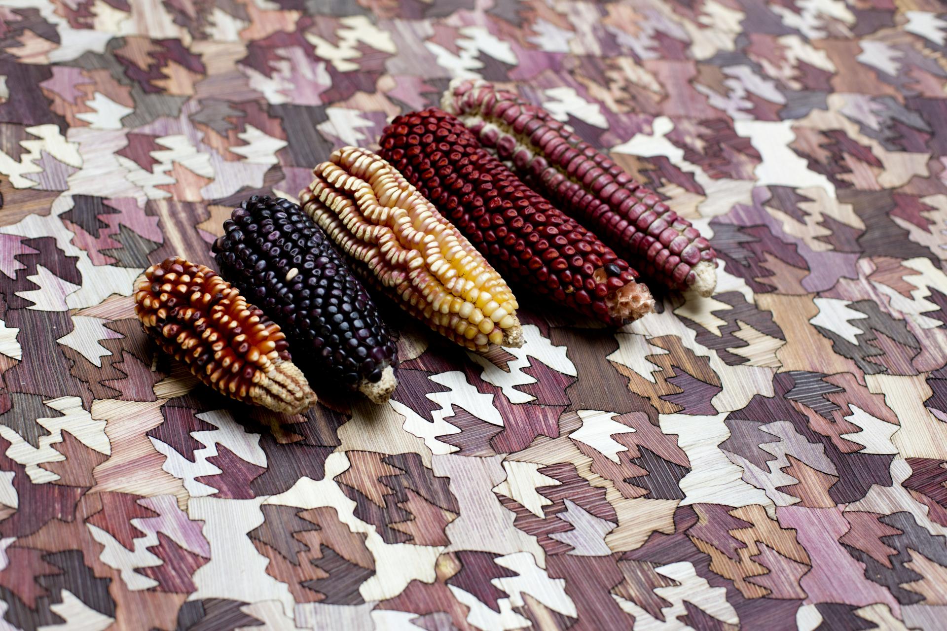 Colorful ears of heirloom corn displayed on a textured background, highlighting the beauty of Totomoxtle material.