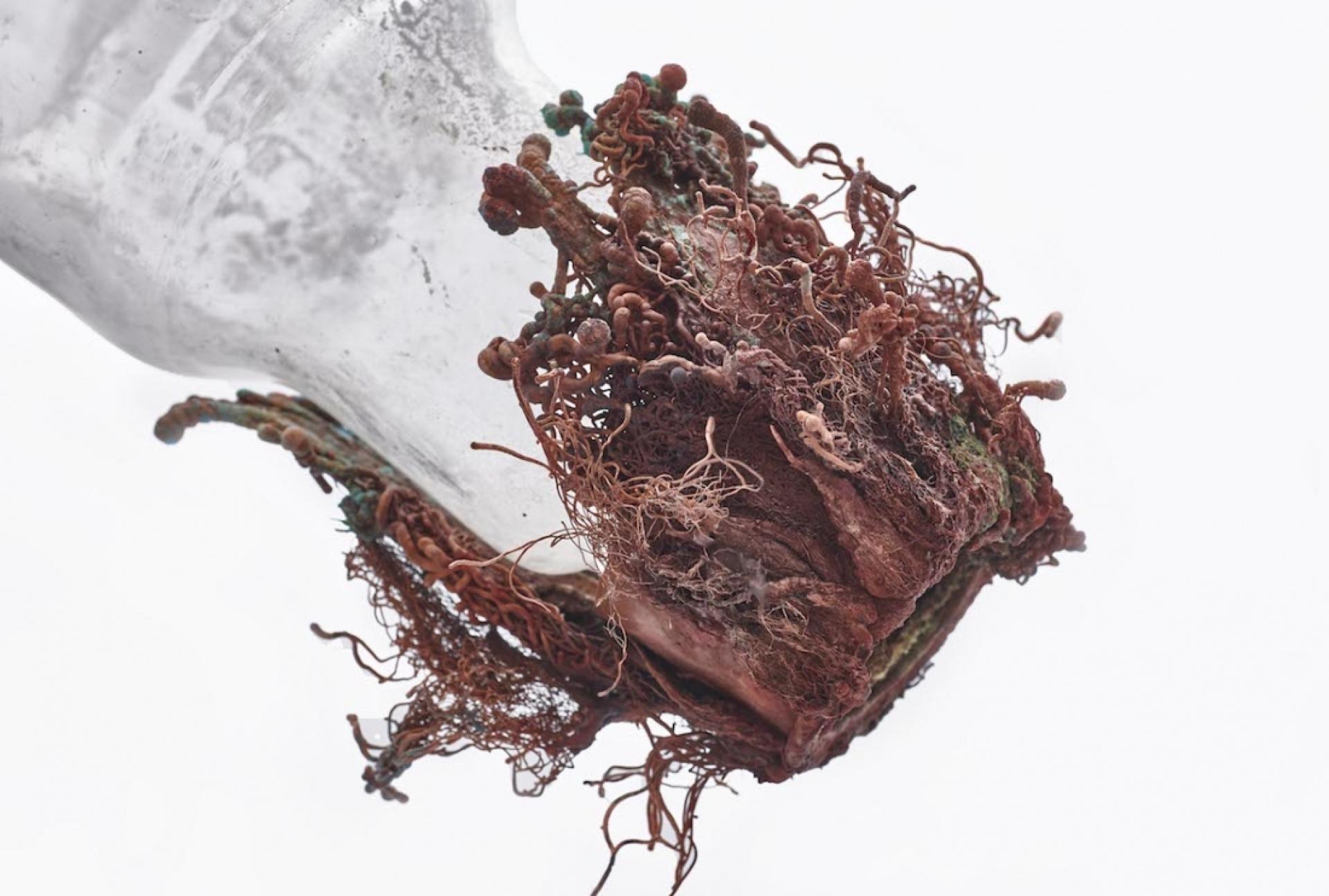 Sculptural display of plant roots emerging from a glass container, highlighting sustainability at the London Design Festival 2018.