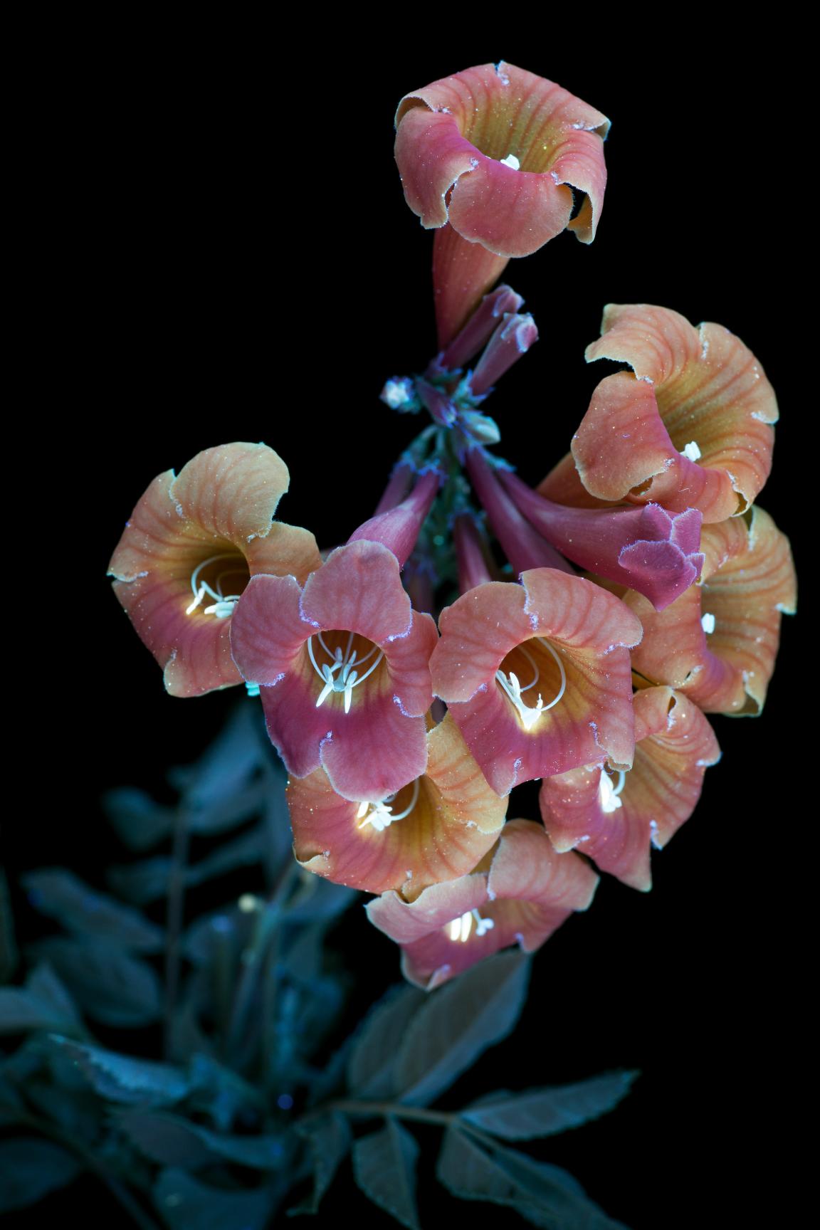 In conversation with photographer Craig Burrows - author of What The Bees See.