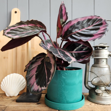 Plant in a teal Ocean Plastic pot made from recycled fishing nets, complemented by rustic decor elements.
