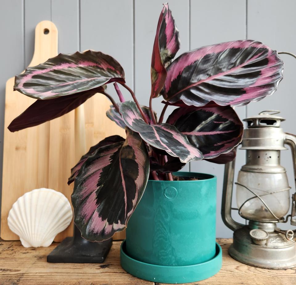 Plant in a teal Ocean Plastic pot made from recycled fishing nets, complemented by rustic decor elements.