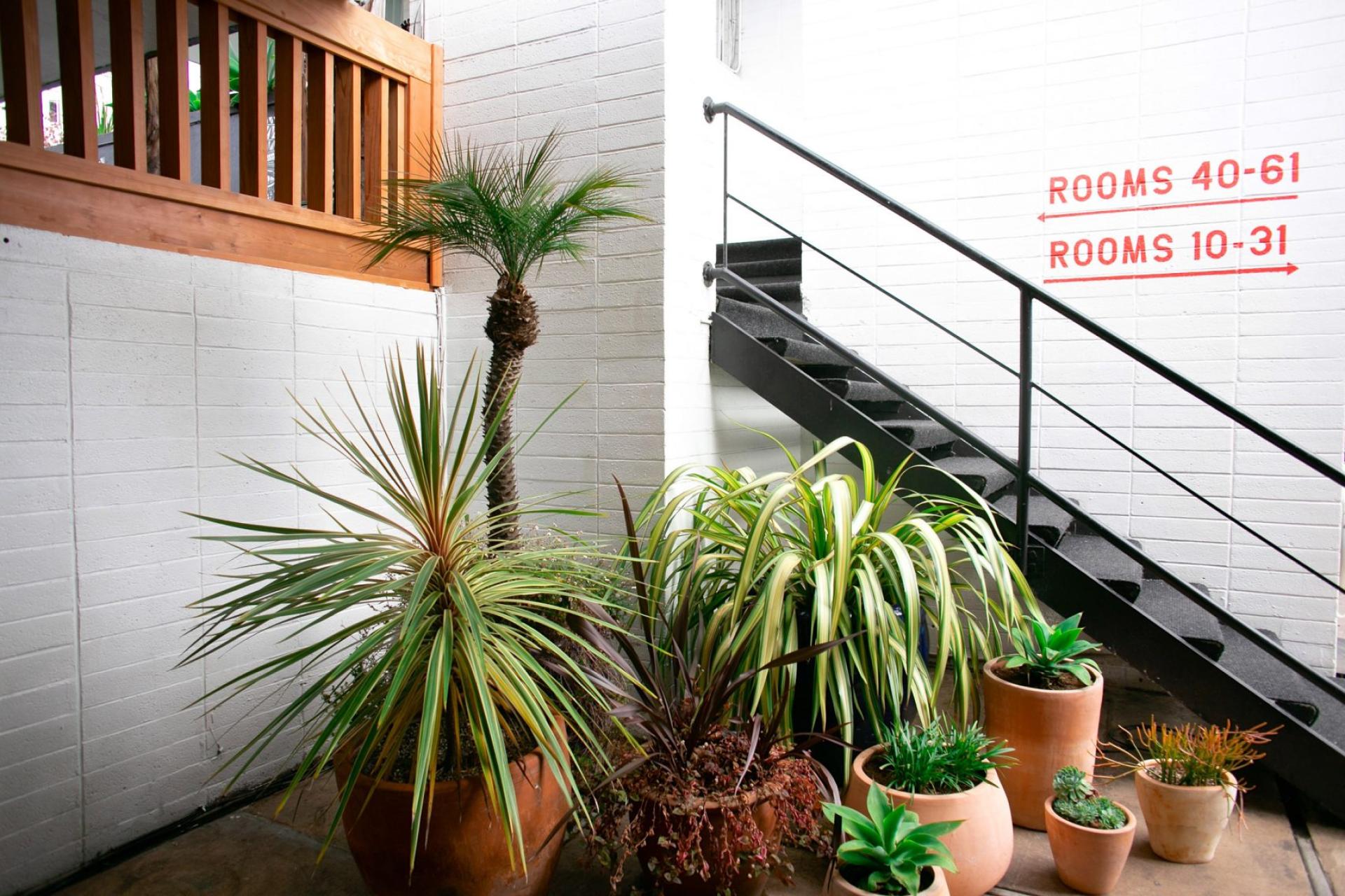 Stylish indoor plants adorn the staircase leading to guest rooms at the newly redesigned Phoenix Hotel in San Francisco.