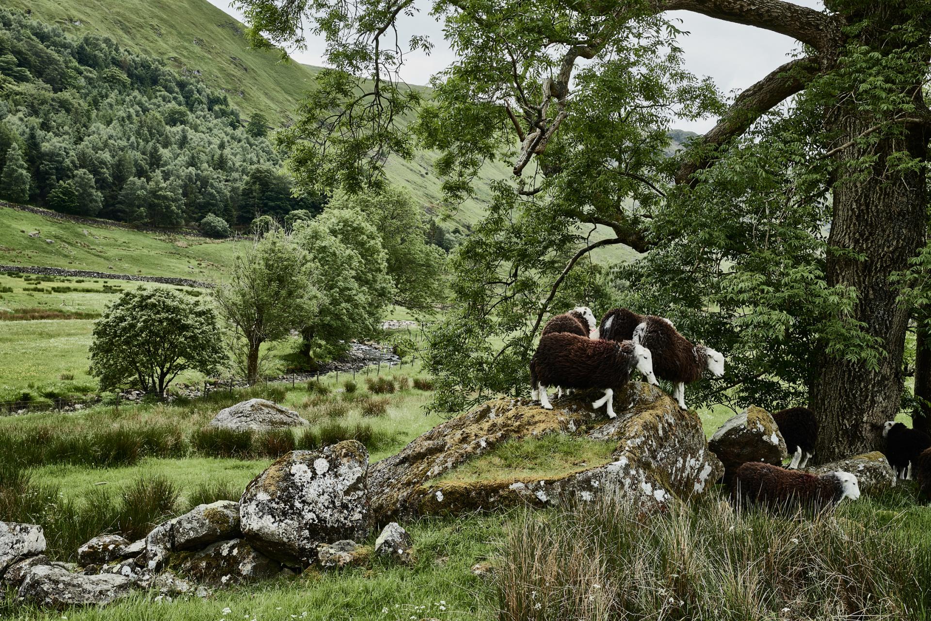 Sheep grazing in a lush green landscape, highlighting the British countryside's connection to sustainable furniture materials.