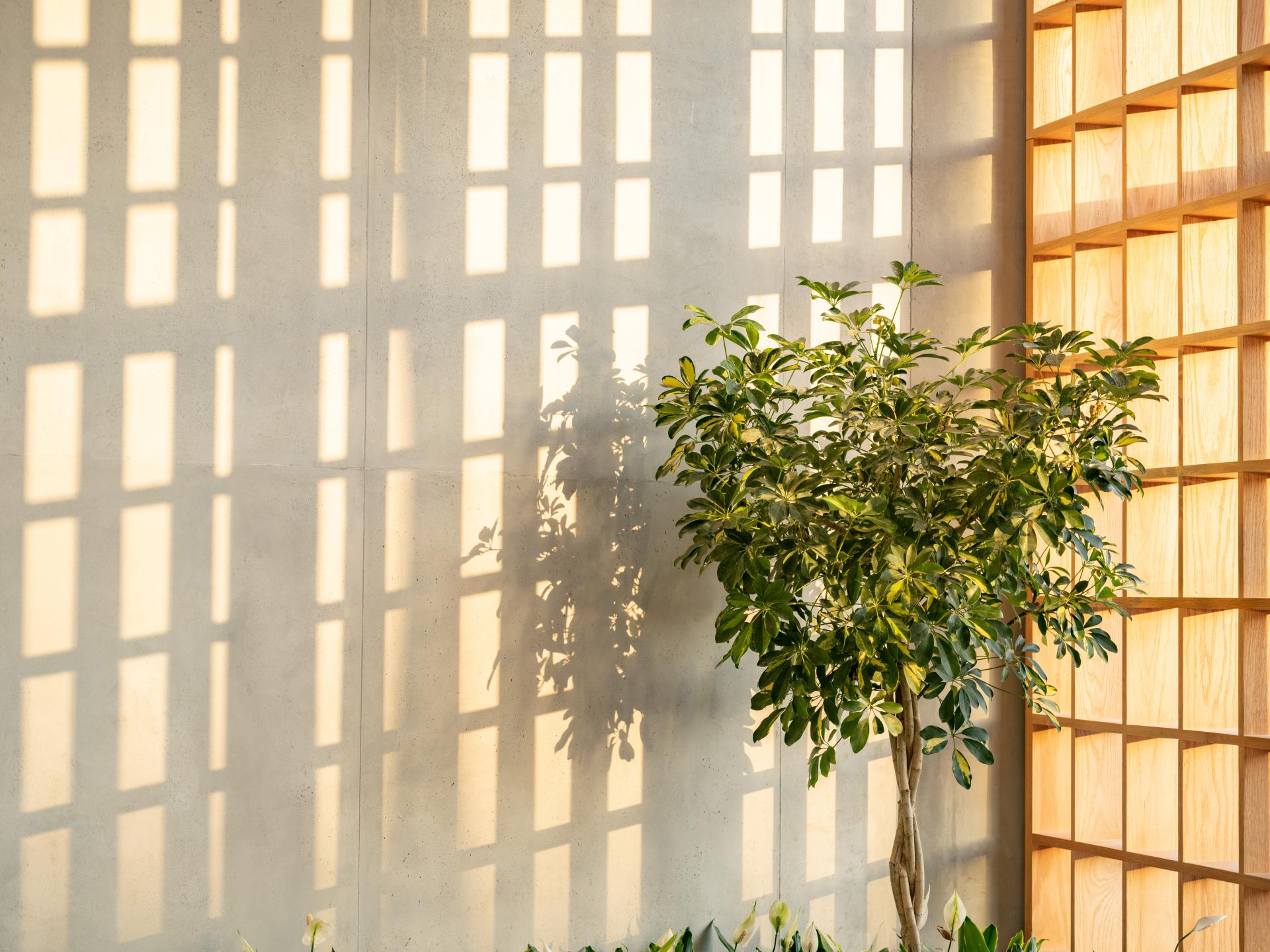 Natural light filters through a wooden screen, casting shadows on a minimalist concrete wall and indoor greenery.