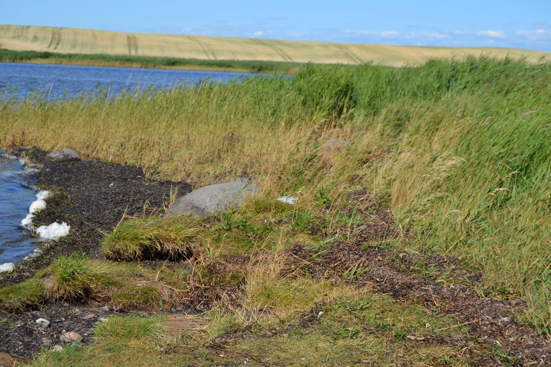 Lush green grass and seaweed line the riverbank under a clear blue sky, showcasing Denmark's coastal landscape.