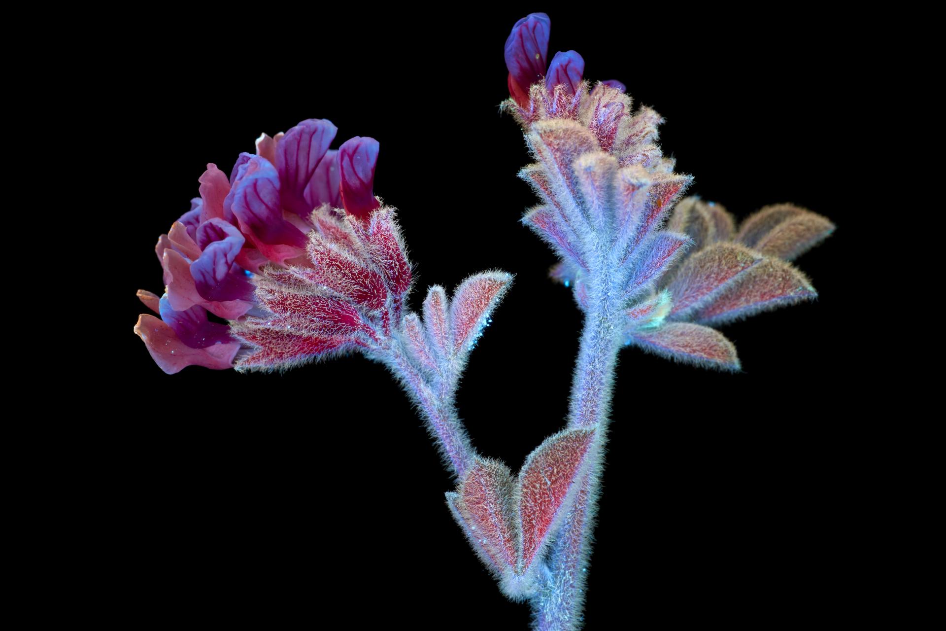 In conversation with photographer Craig Burrows - author of What The Bees See.