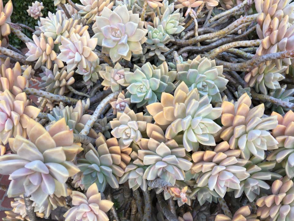 Succulent plants in pastel colors create a textured surface, illustrating the interplay of natural light and shadow.