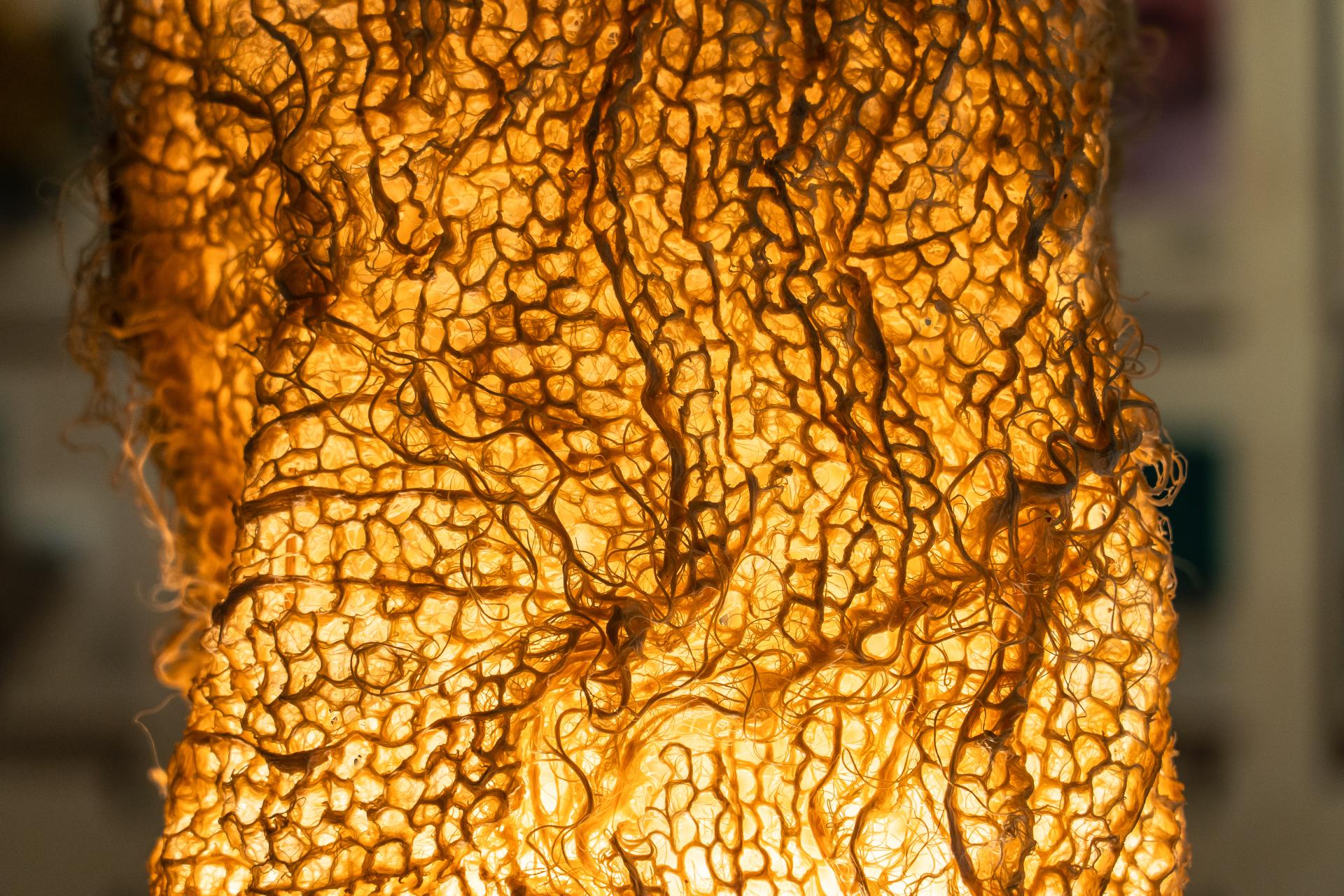 Translucent bio-based material with intricate, textured patterns illuminated, showcasing innovative design at the Material Source exhibition.