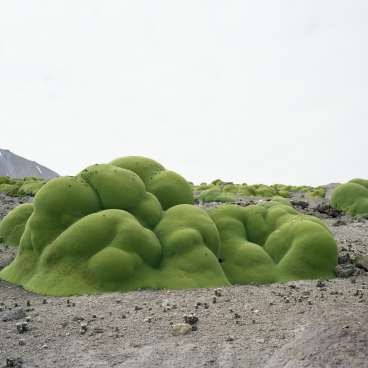 Vibrant green lichen-covered hills on rocky terrain, highlighting innovative natural materials' role in climate change awareness.