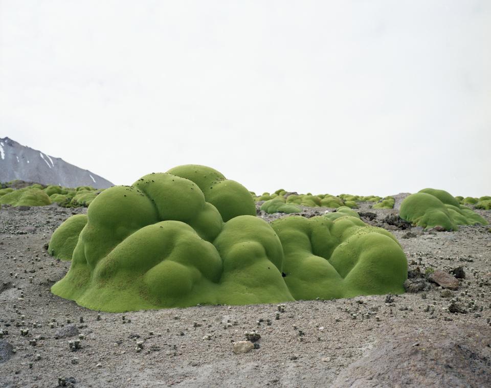 Vibrant green lichen-covered hills on rocky terrain, highlighting innovative natural materials' role in climate change awareness.