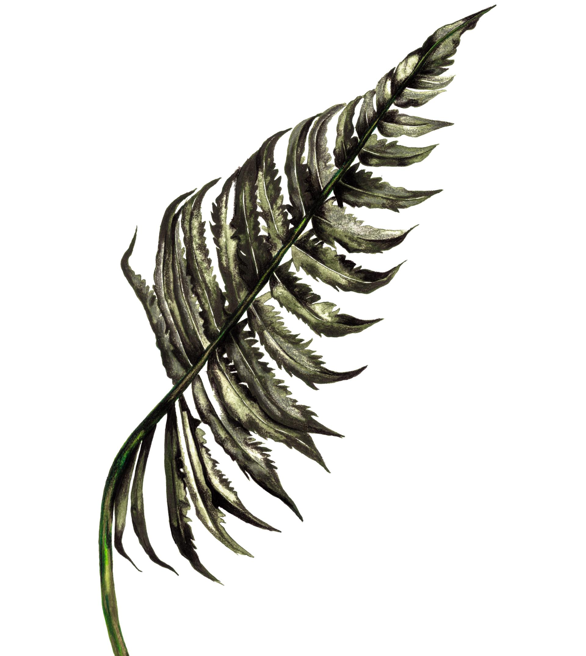 Intricate watercolor illustration of a fern leaf, showcasing Beth Travers' artistic craftsmanship featured in The Bard creations.