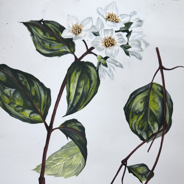 Intricate painting of a flowering plant with white blossoms and green leaves, showcasing the artistry of Beth Travers.