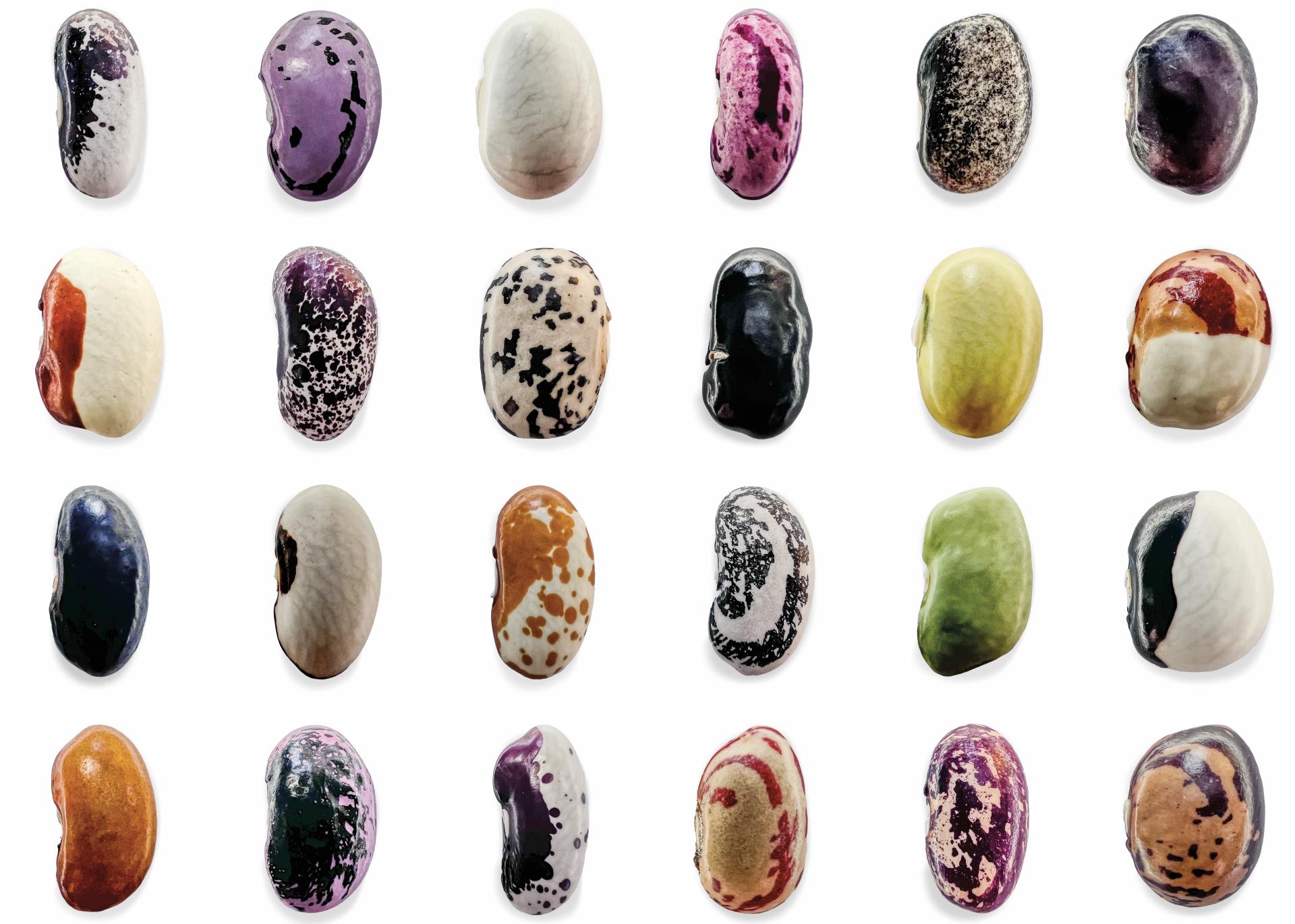 A vibrant assortment of uniquely colored beans showcasing Dutch design innovation in natural materials.