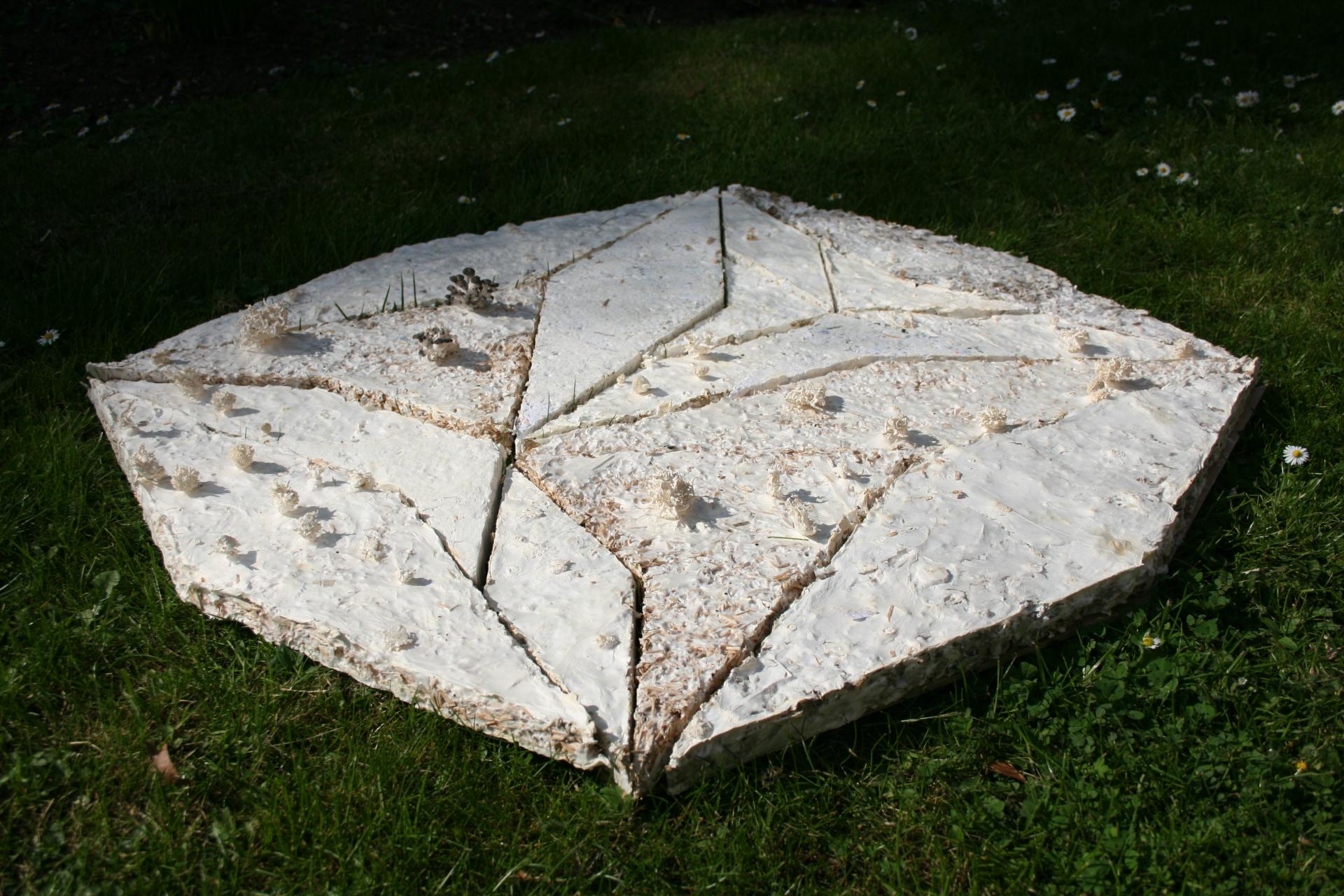 Biodegradable mycelium material, designed for sustainability, placed on grass with small mushroom growths visible.