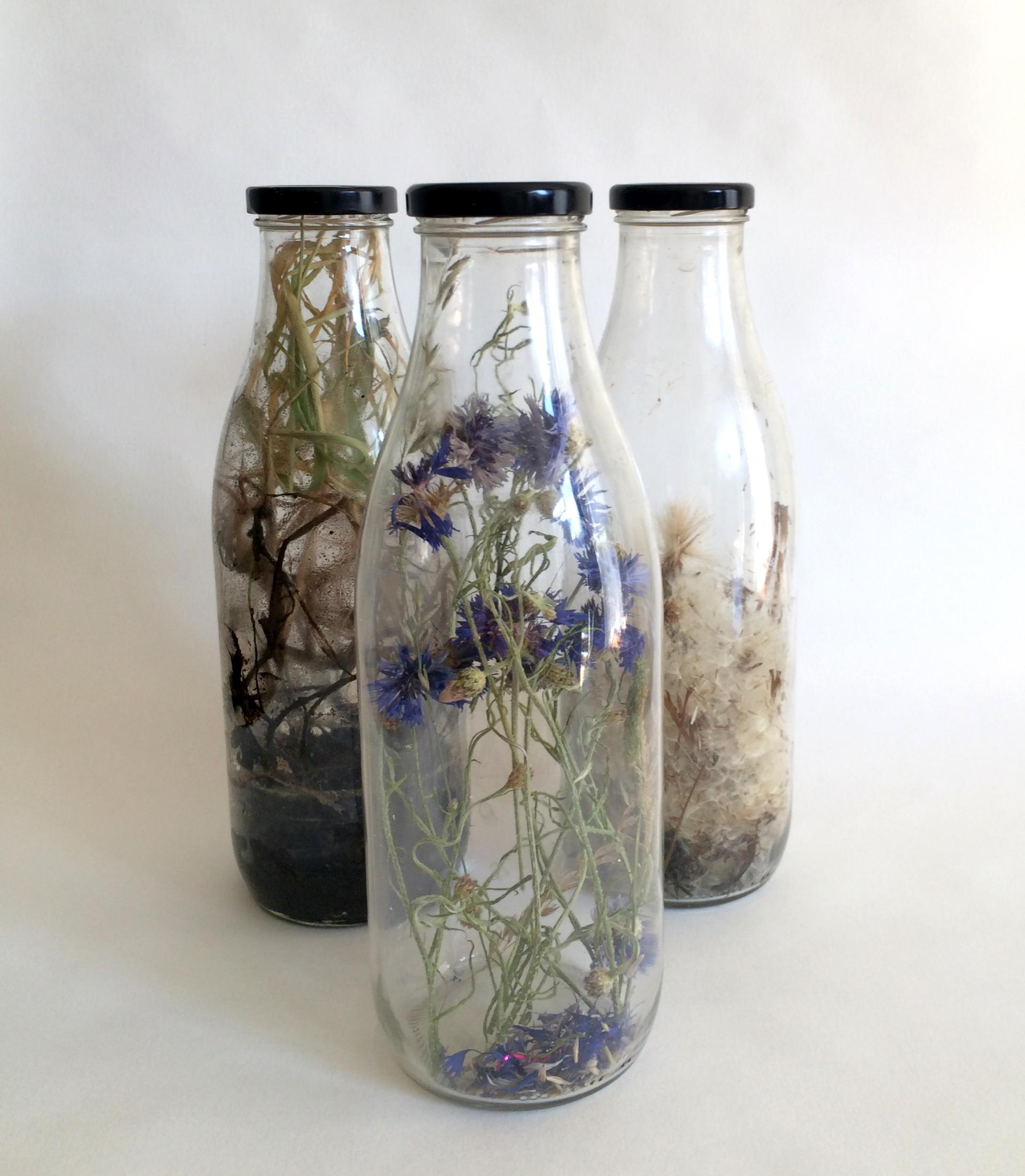 Three glass bottles containing dried plants and flowers, illustrating innovative material use in climate change awareness.