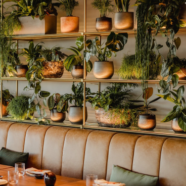 Lush greenery displayed on shelves in the W Hotel Edinburgh's dining area, highlighting botanical transformation and interior design.