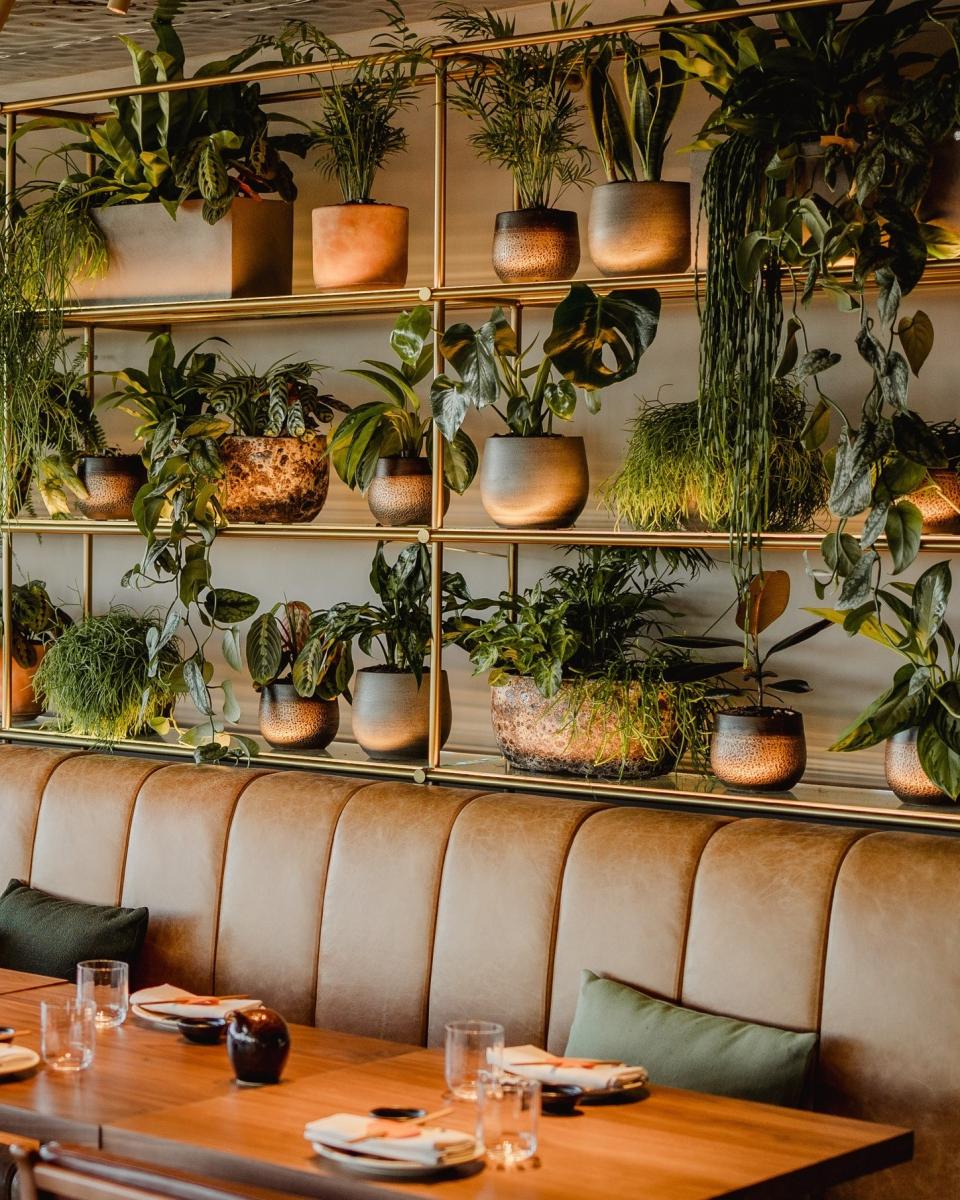 Lush greenery displayed on shelves in the W Hotel Edinburgh's dining area, highlighting botanical transformation and interior design.
