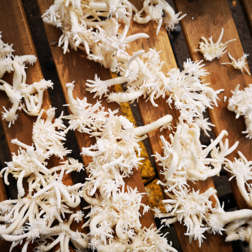 Delicate white mycelium structures spread across wooden surfaces, symbolizing BIOHM’s innovative approach to natural health solutions.