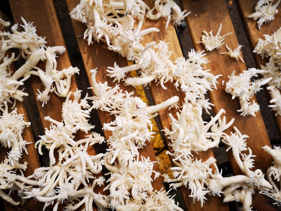 Delicate white mycelium structures spread across wooden surfaces, symbolizing BIOHM’s innovative approach to natural health solutions.