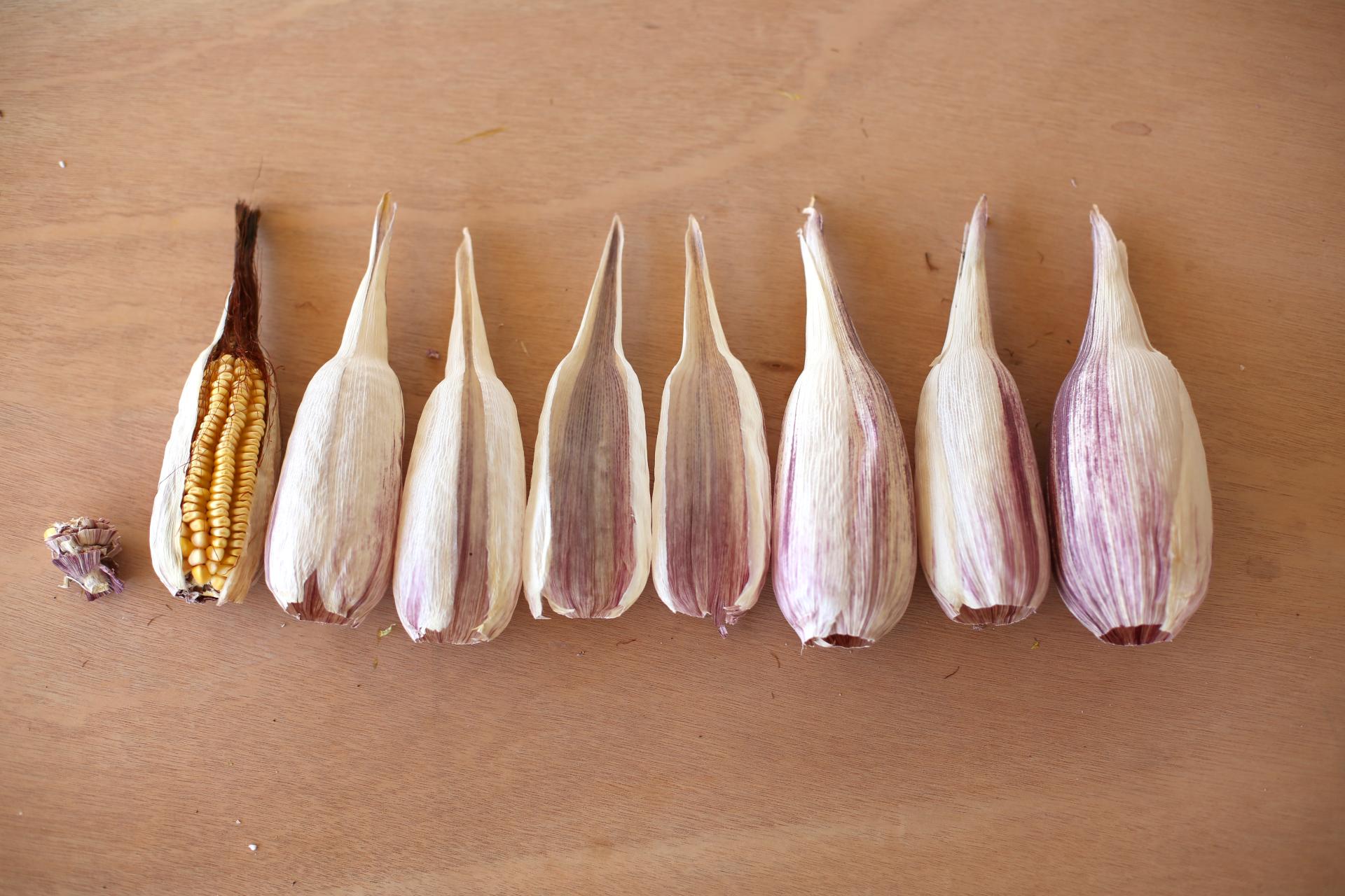 Colorful corn husks showcasing the diverse hues in Totomoxtle, a sustainable material for innovative design.
