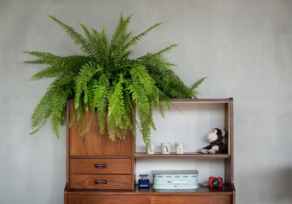 Lush fern atop a wooden shelf showcasing minimalist decor elements, highlighting HOP's clean design in Public Space, Amsterdam.