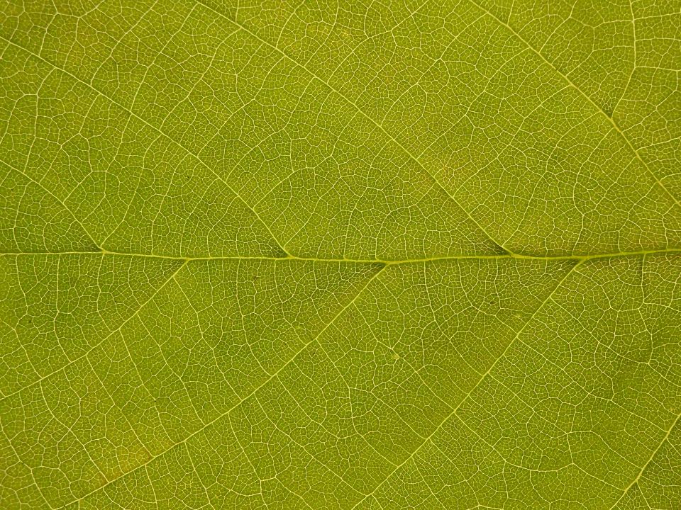 Close-up of textured green leaves, illustrating nature's intricate designs and the interplay of light in photography.