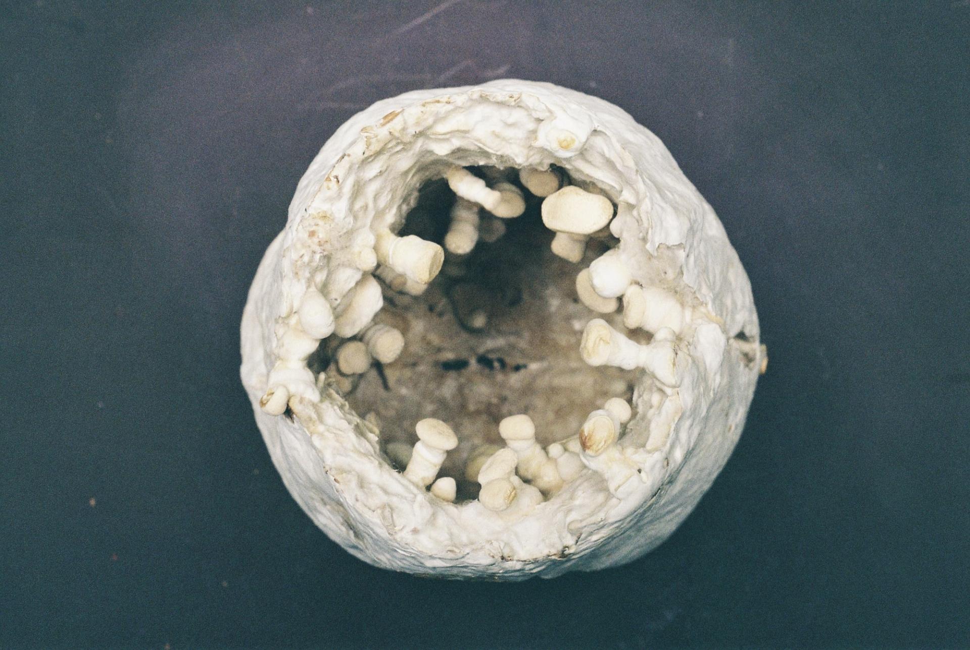 Unique sculpture by Georgie Gerrard, featuring a hollow form with protruding, organic shapes resembling fungi.
