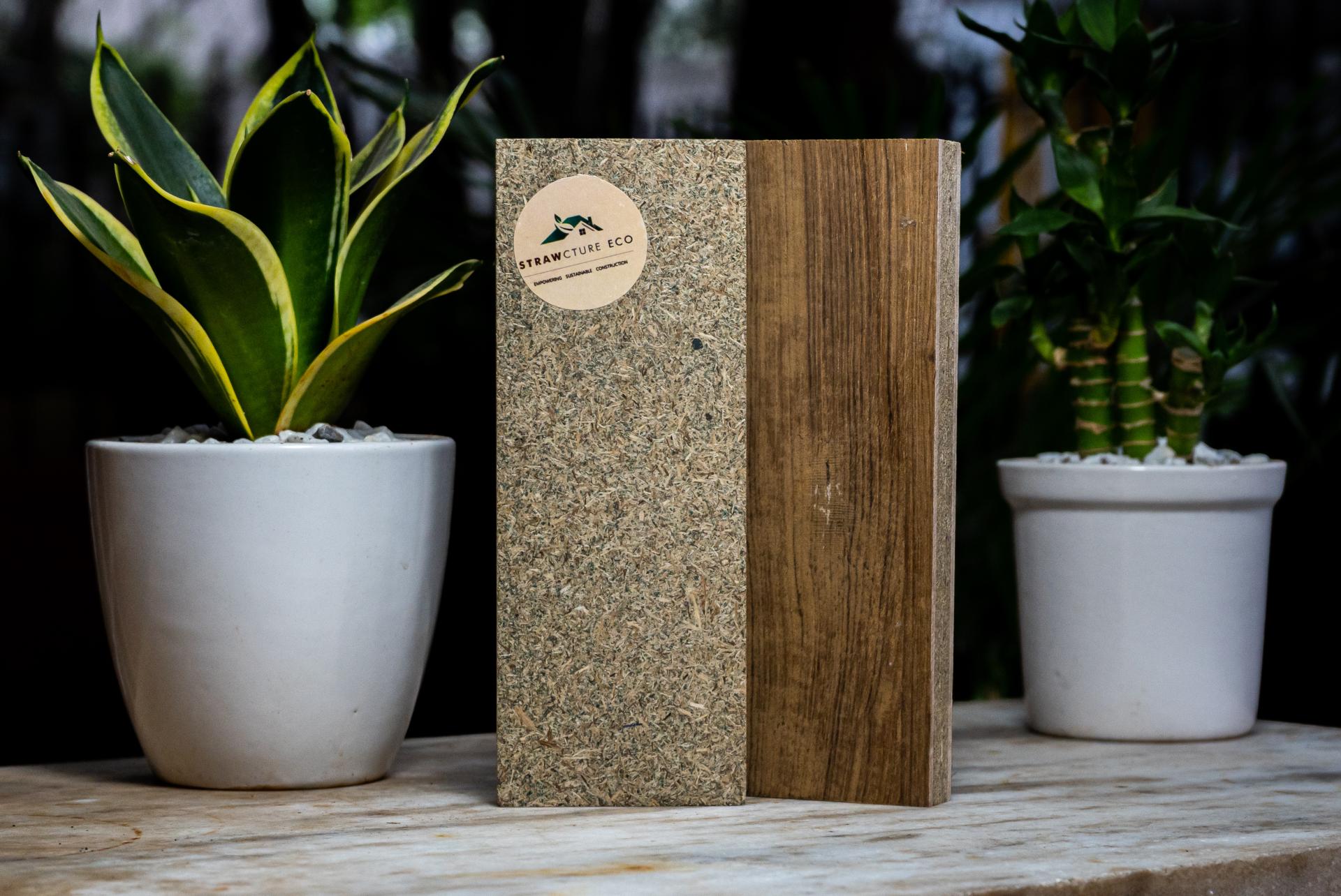 Eco-friendly biomaterials showcased with a green plant, highlighting sustainable design for future construction projects.