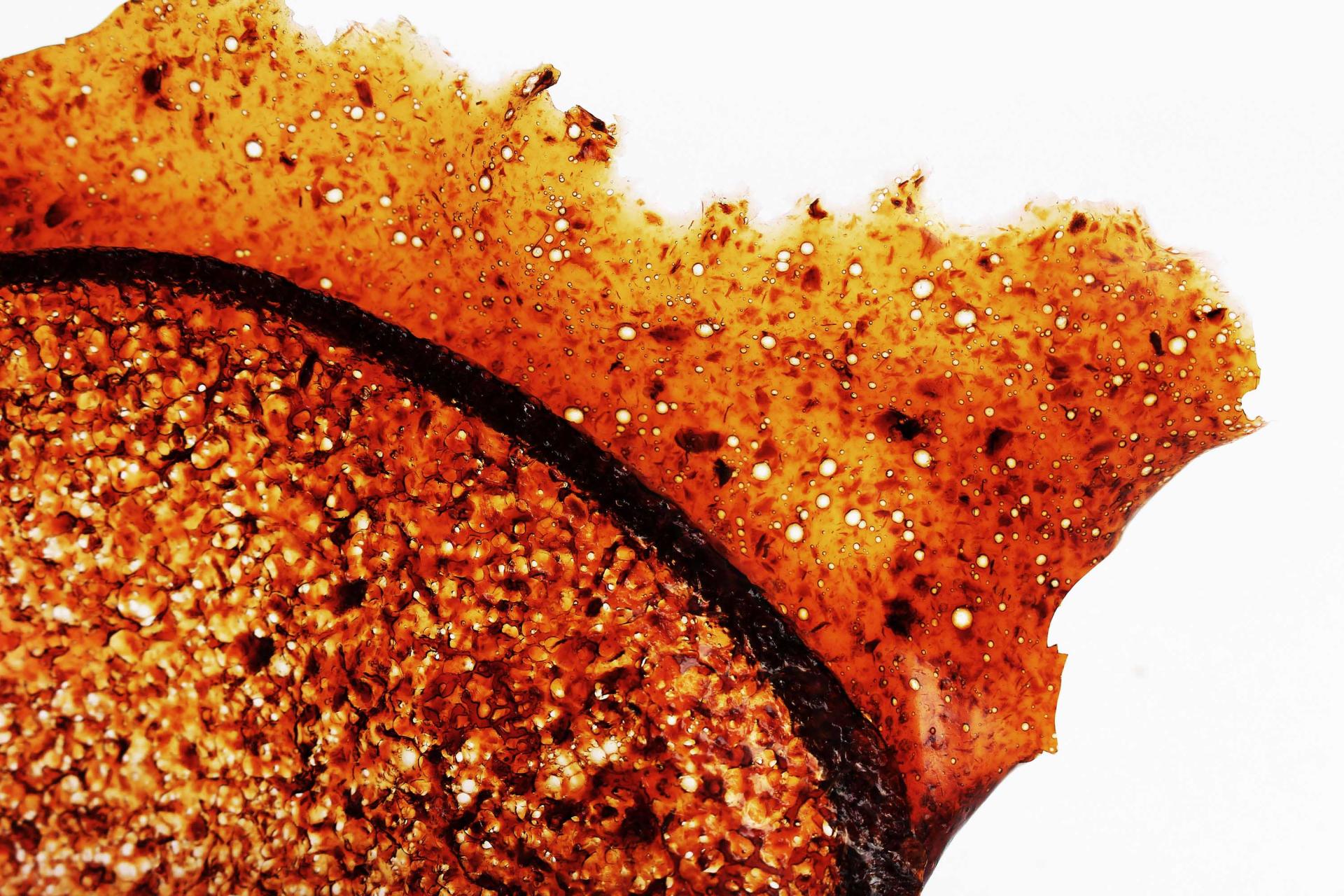 Translucent orange-brown BioMarble material showcasing intricate textures and air bubbles, illustrating the beauty in degradation.