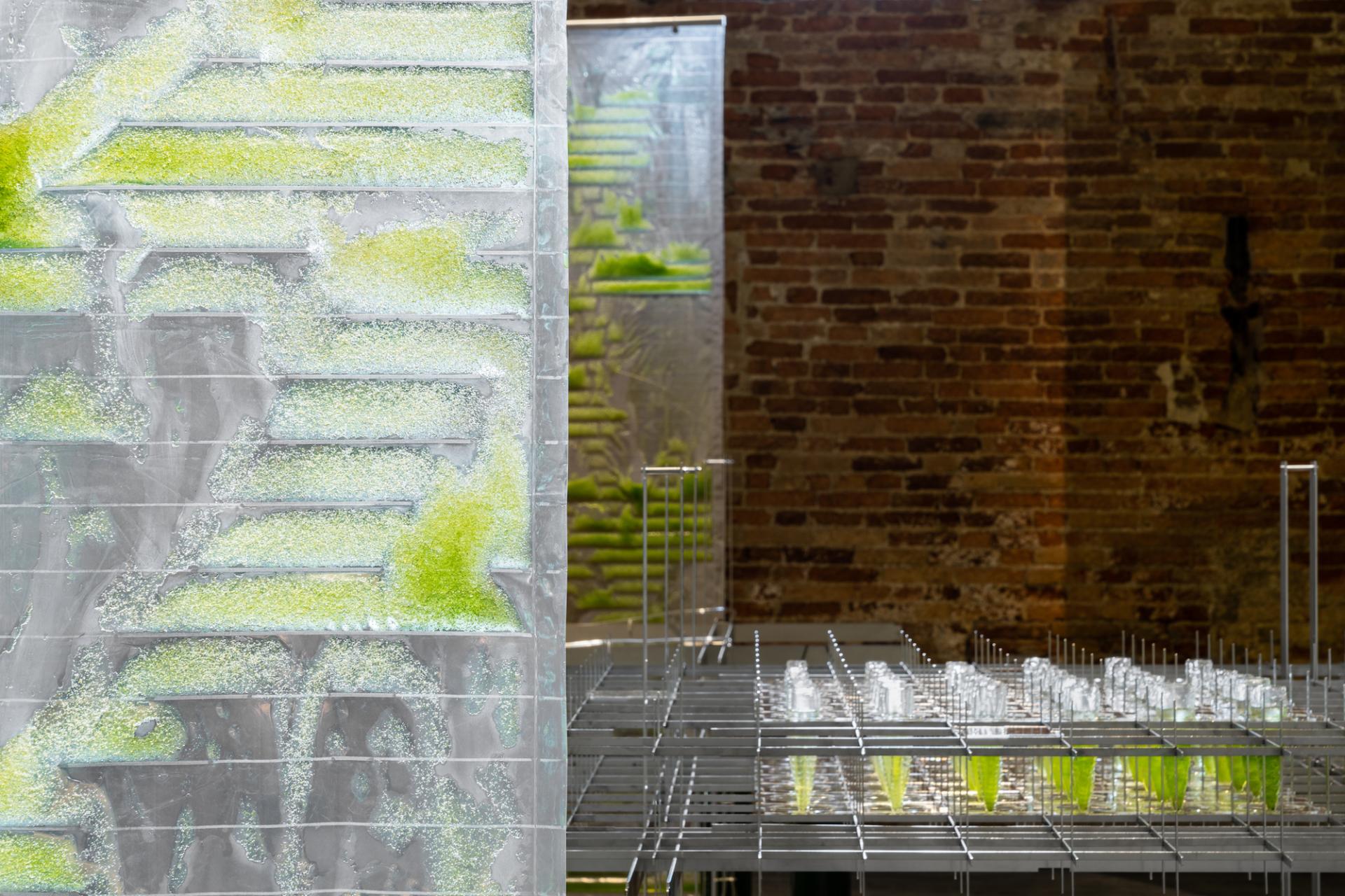 Biotech architectural model featuring transparent panels with green algae, showcasing innovative design elements in eco-friendly settings.